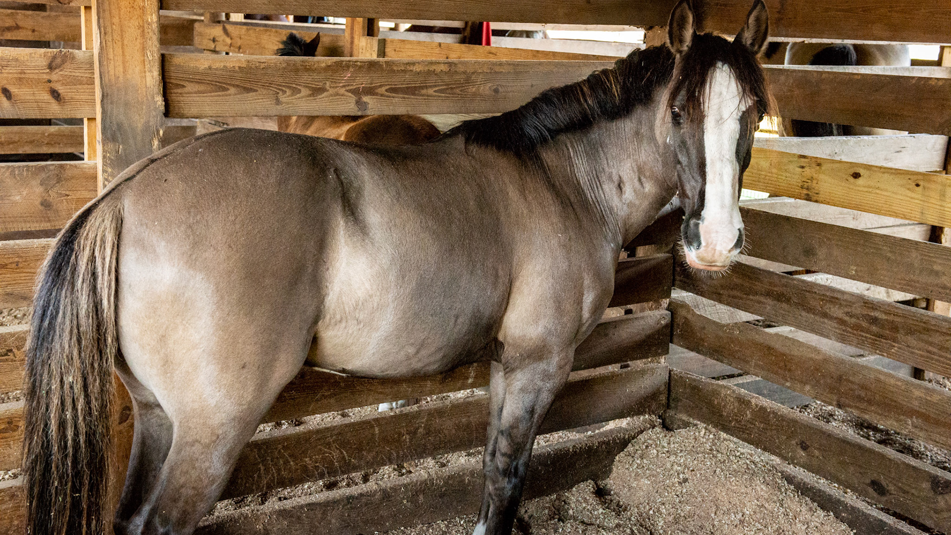 Grulla (Grullo) color has individual hair shafts that share the colors that make up the coat unlike a roans that have a mix of individually colored hair shafts.