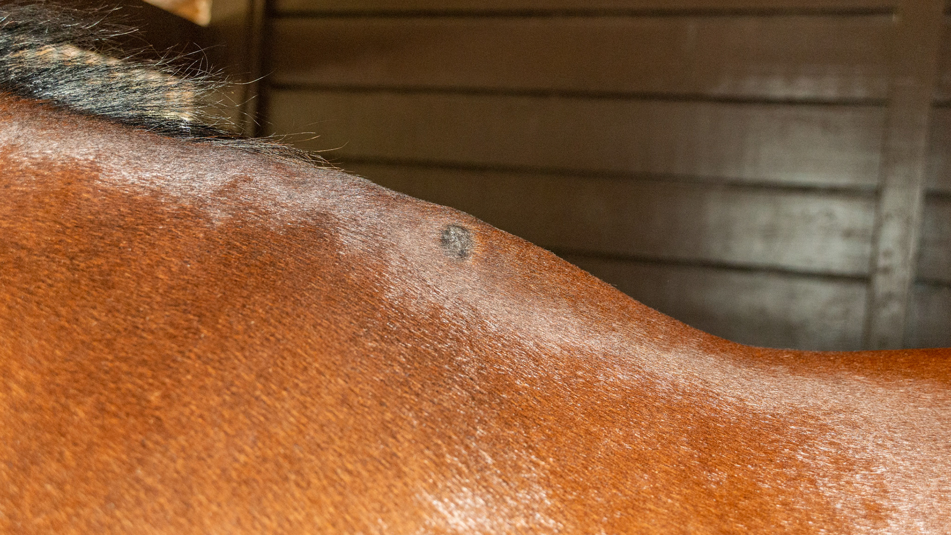 Ringworm that has been treated and certified non-contagious by the attending vet.