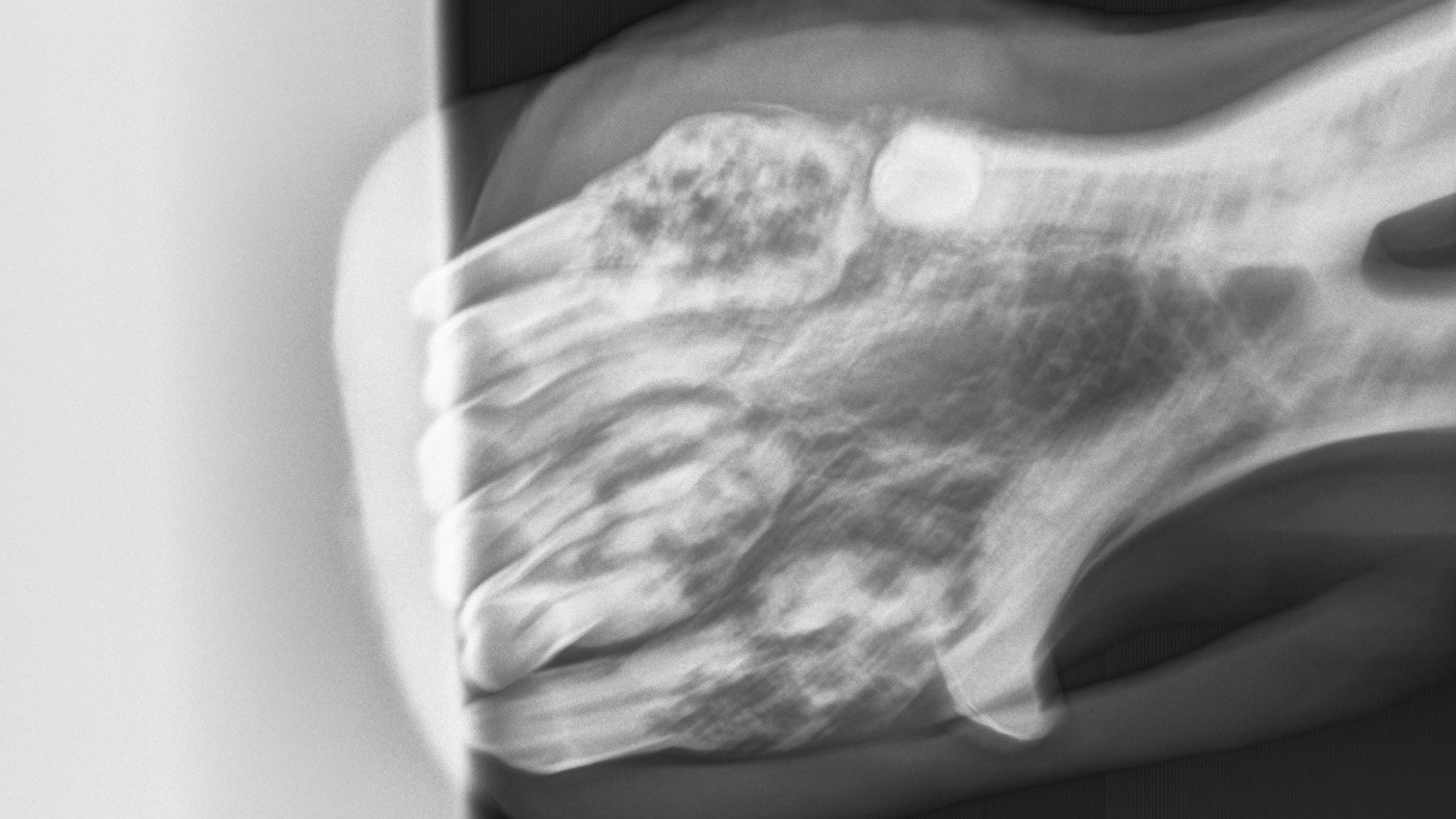 A radiograph (X-ray) of the canines and incisor teeth in a horse with EOTRH. Note the lacy look of the bone where the teeth insert as well as the enlargement of the tooth roots as they struggle to hang on.