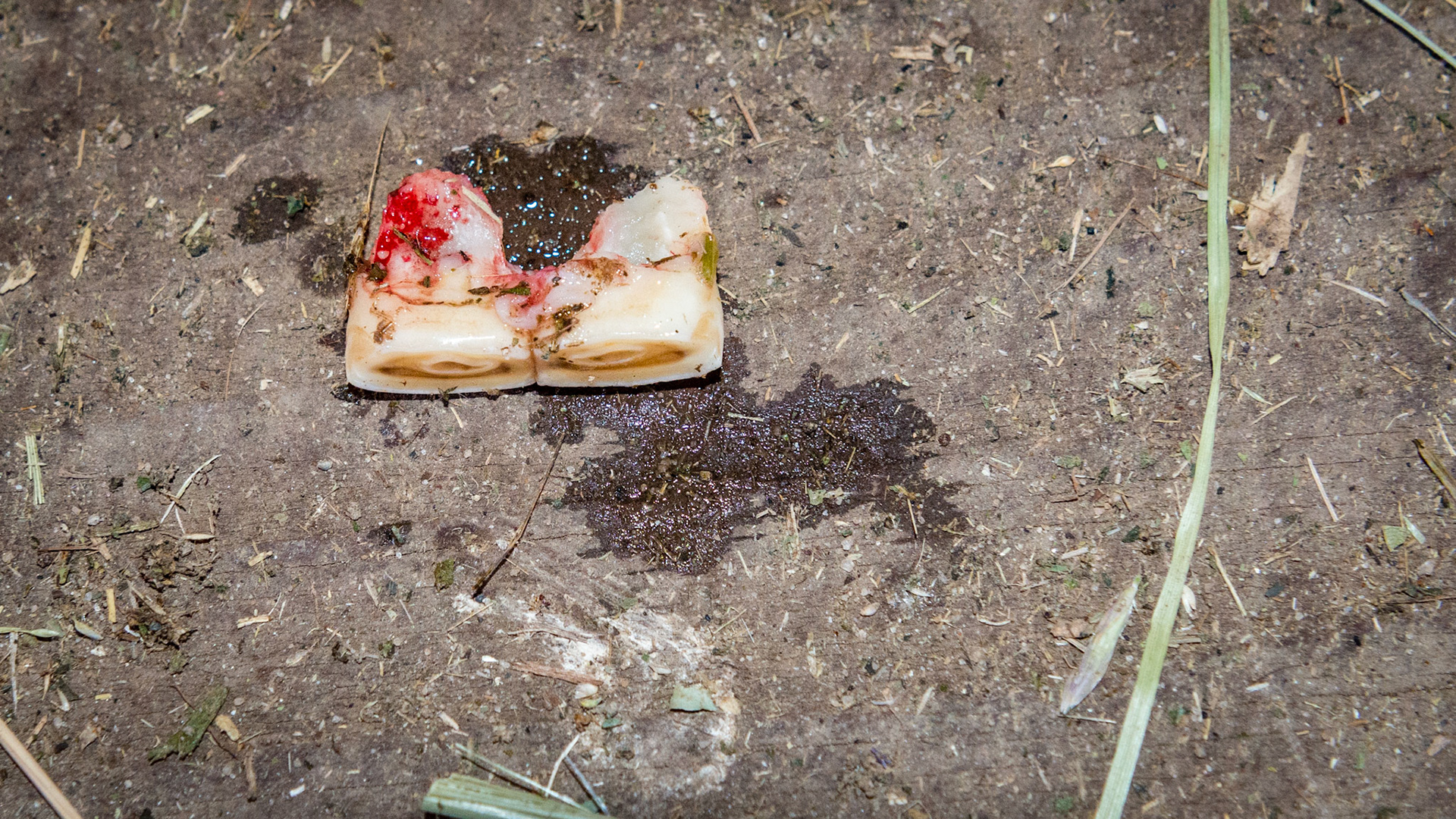 Incisor cap extractions horse 5 - These caps associated with the movie taken at Belmont on 3/21/2014