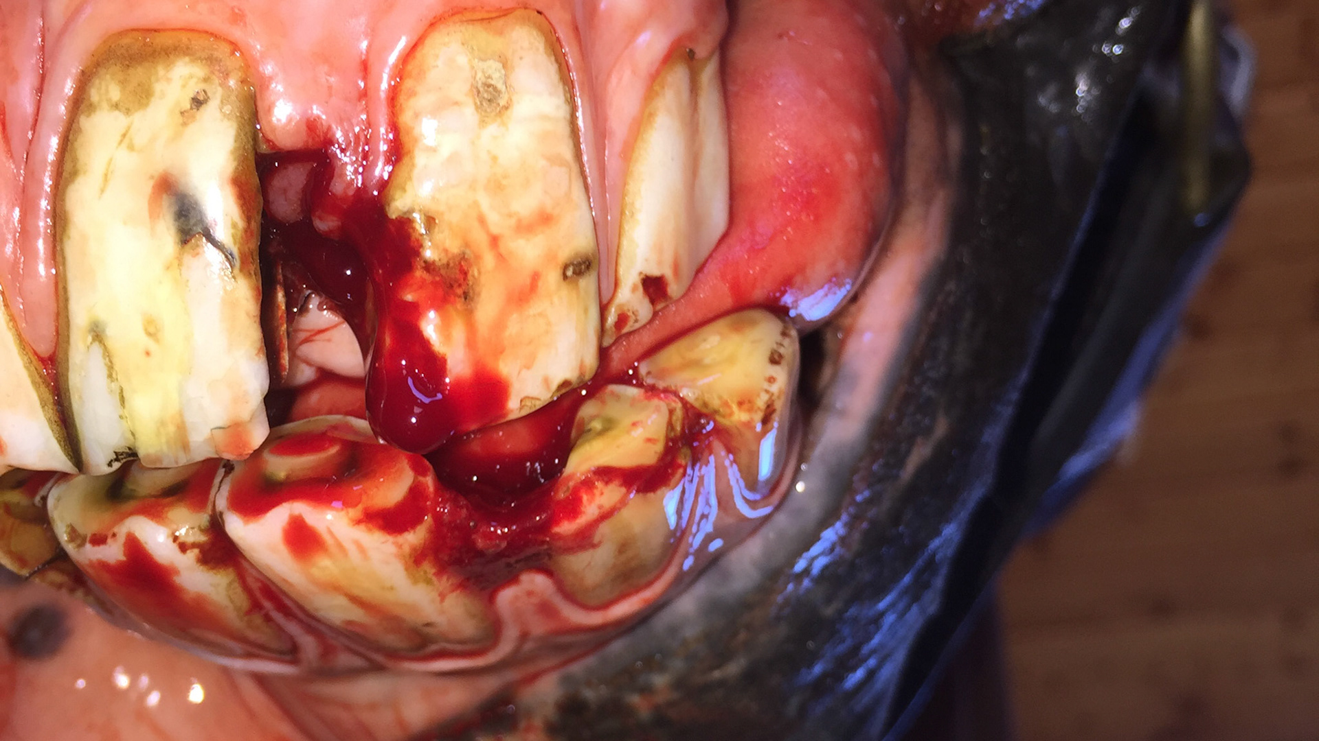 Incisor fracture horse - The upper 202 and the lower 302 incisors are both fractured in this horse. Cause is unknown but trauma is suspected. This series shows the before and after removal of the dead pieces of tooth with various views of the extracted pieces.