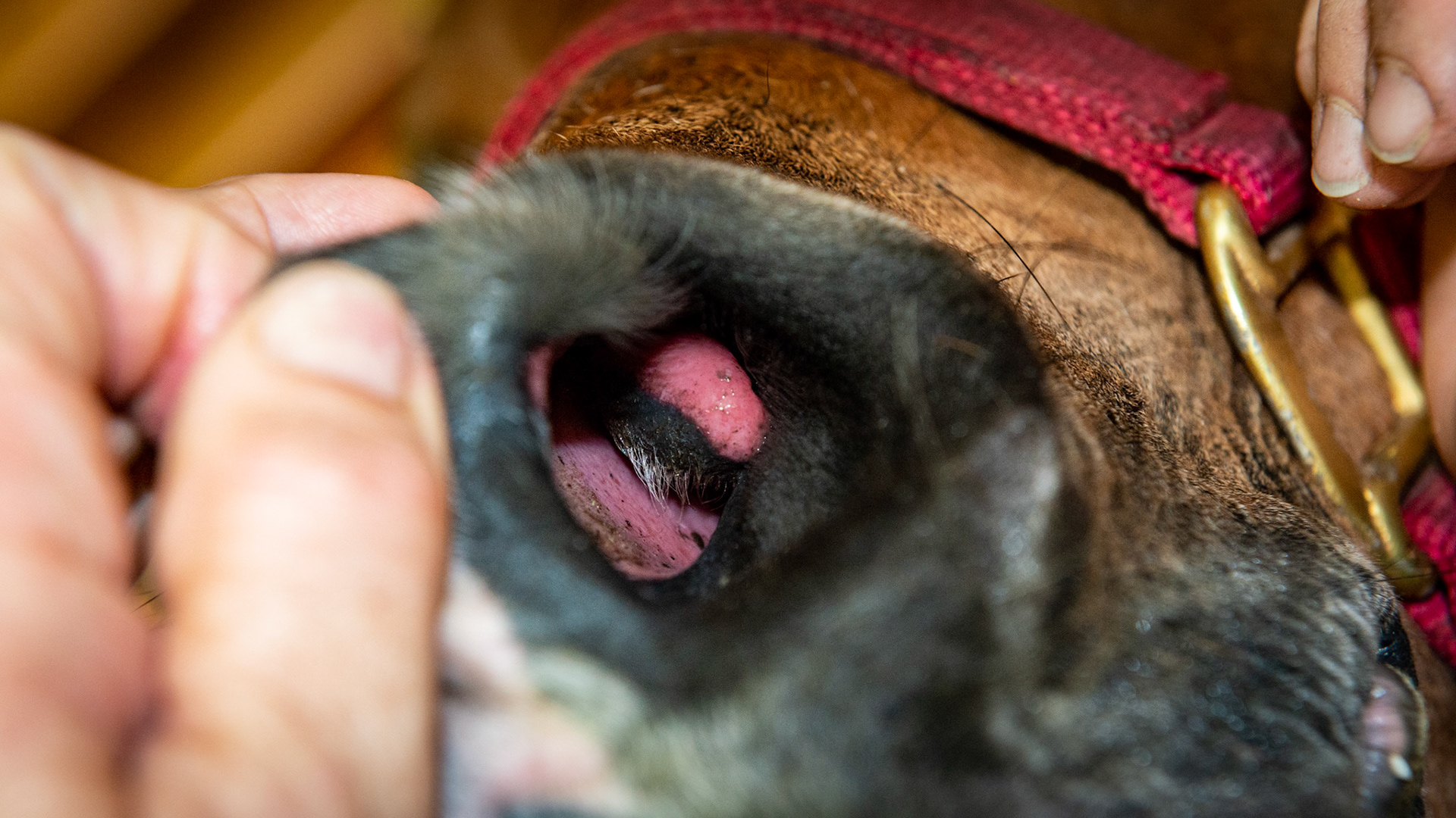 An unusual fold of alar skin in the left nostril of a 20 year old Arabian gelding.  It was soft and had not bothered this horse. Here the flap of skin is divided into mucosa and skin with hair.