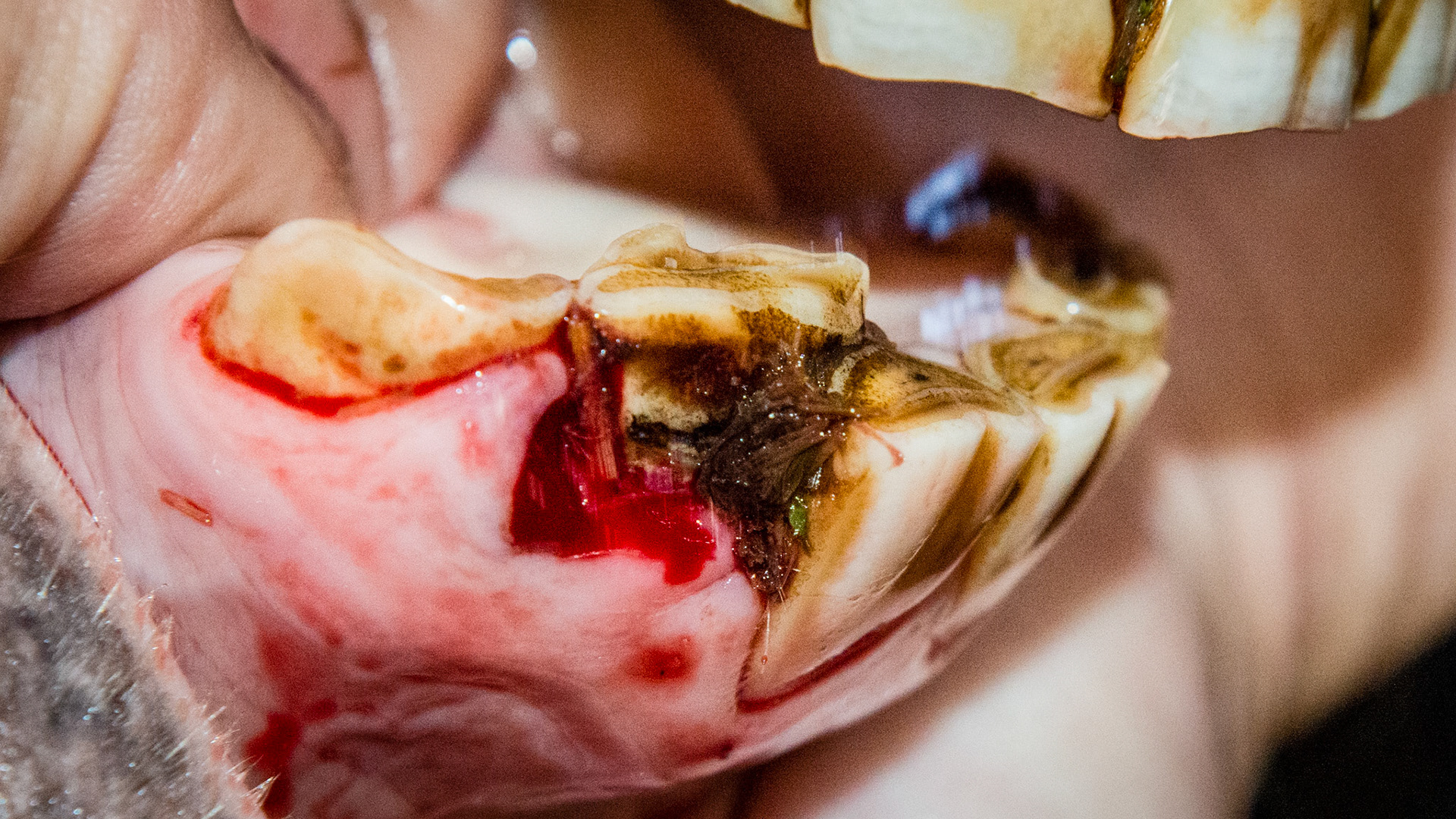 Incisor cap extractions horse 6 - 82 cap retained with displacement of 42. Cap removed showing food that was packed inbetwee the cap and permanent tooth.