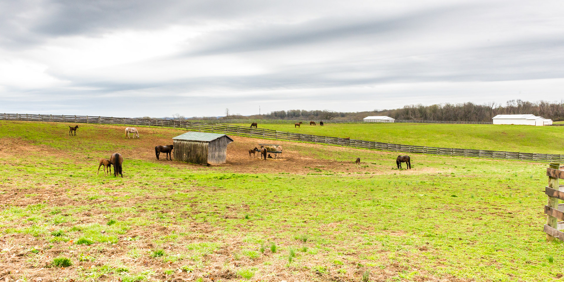 Foals in a Maryland field on a wet April day.