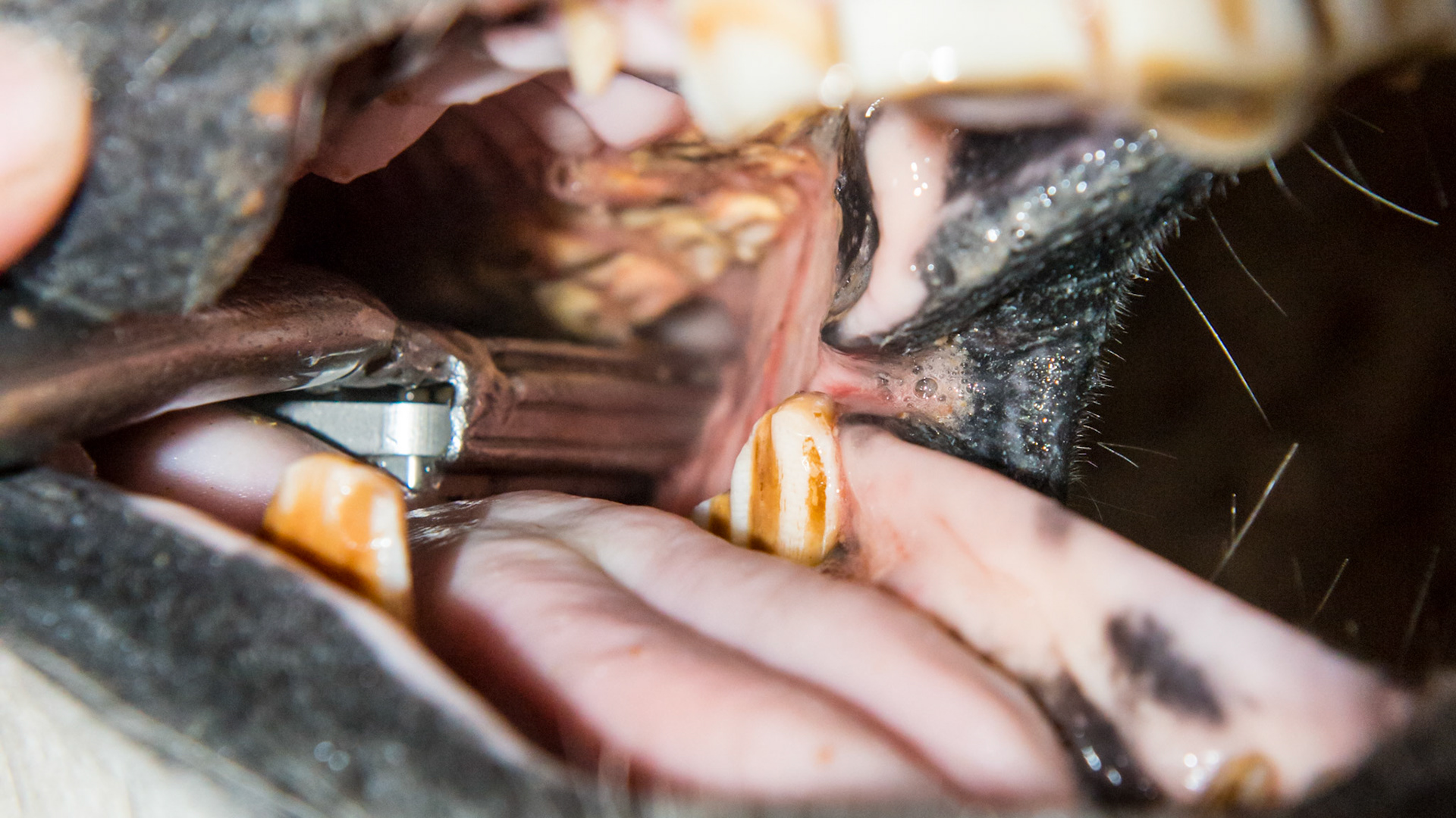 Lower 6's have hooks and the upper 6's are "smashed in".  This is typical in a pigmy mini of unknown age.