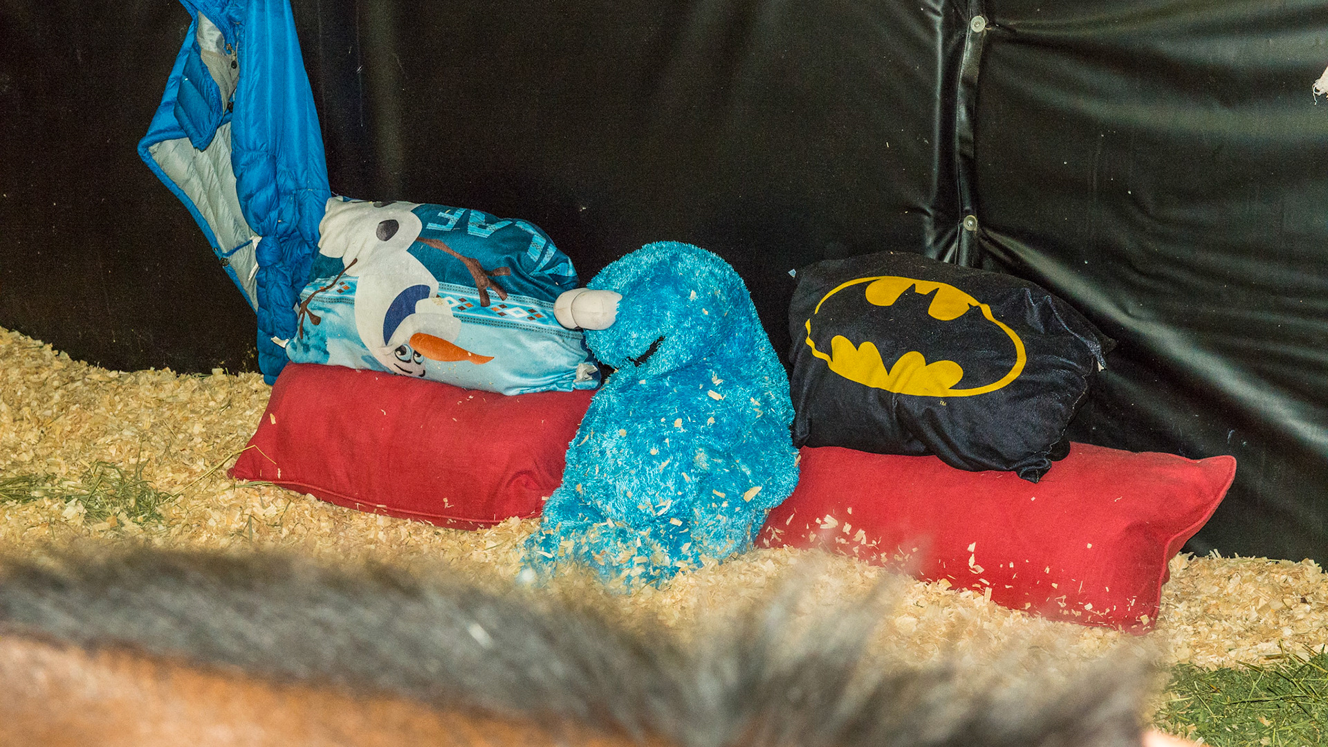 An orphan foal - mare was sold the day after foaling and he was weaned at 1 day old. This foal manager feeds this foal every 2 hours with fresh goat milk out of a bucket plus hay and pasture. All of these toys are essential according to the manager to fill in the lonely times between feeding. She believes that rented nurse mares, unless they are exceptional, have no vested interest in the foal.  I agree.