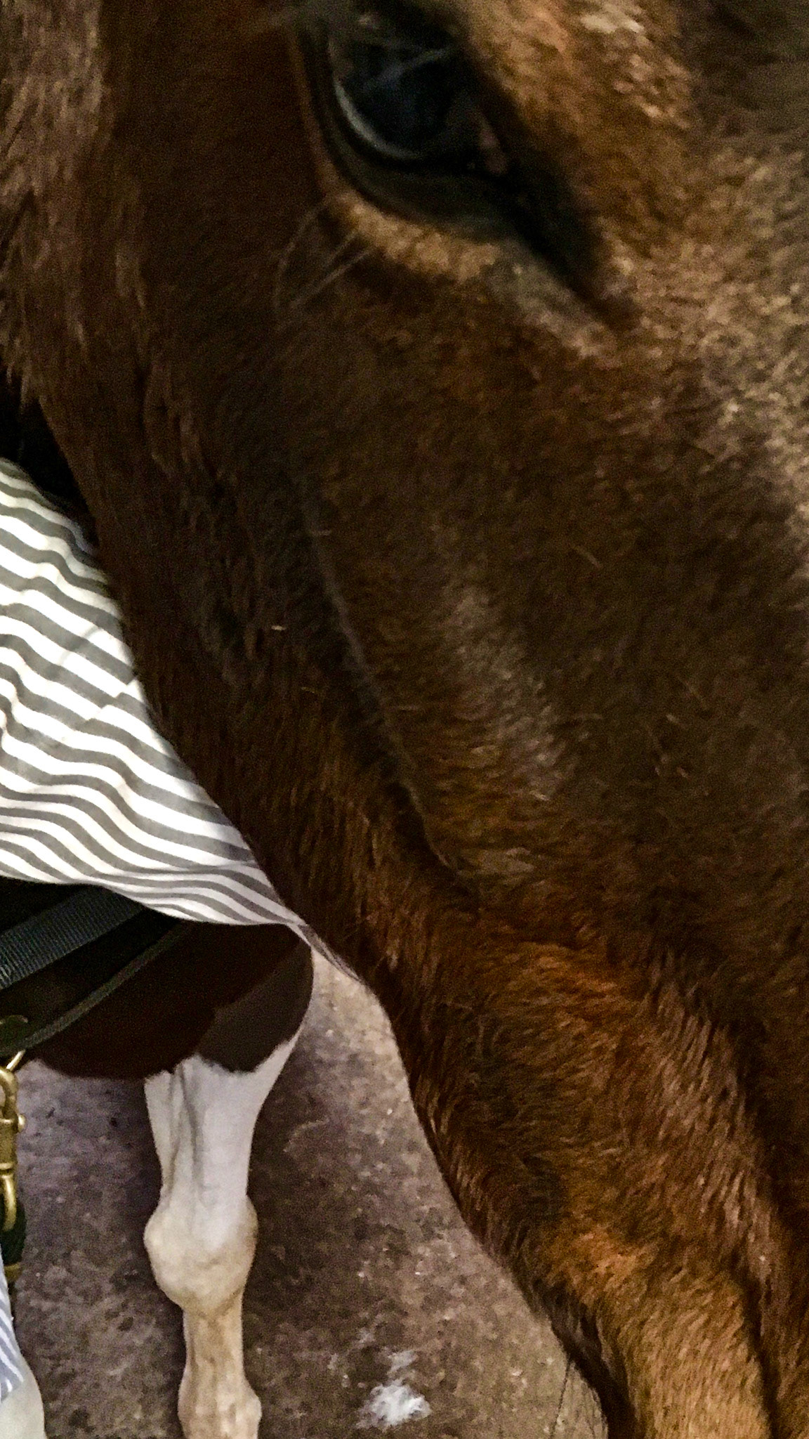 Right masseter muscle atrophy from EPM responsive to treatment with levamisol decoquinate.  However he is unable to open the mouth fully and is unequal in tooth wear - sharper on the left.