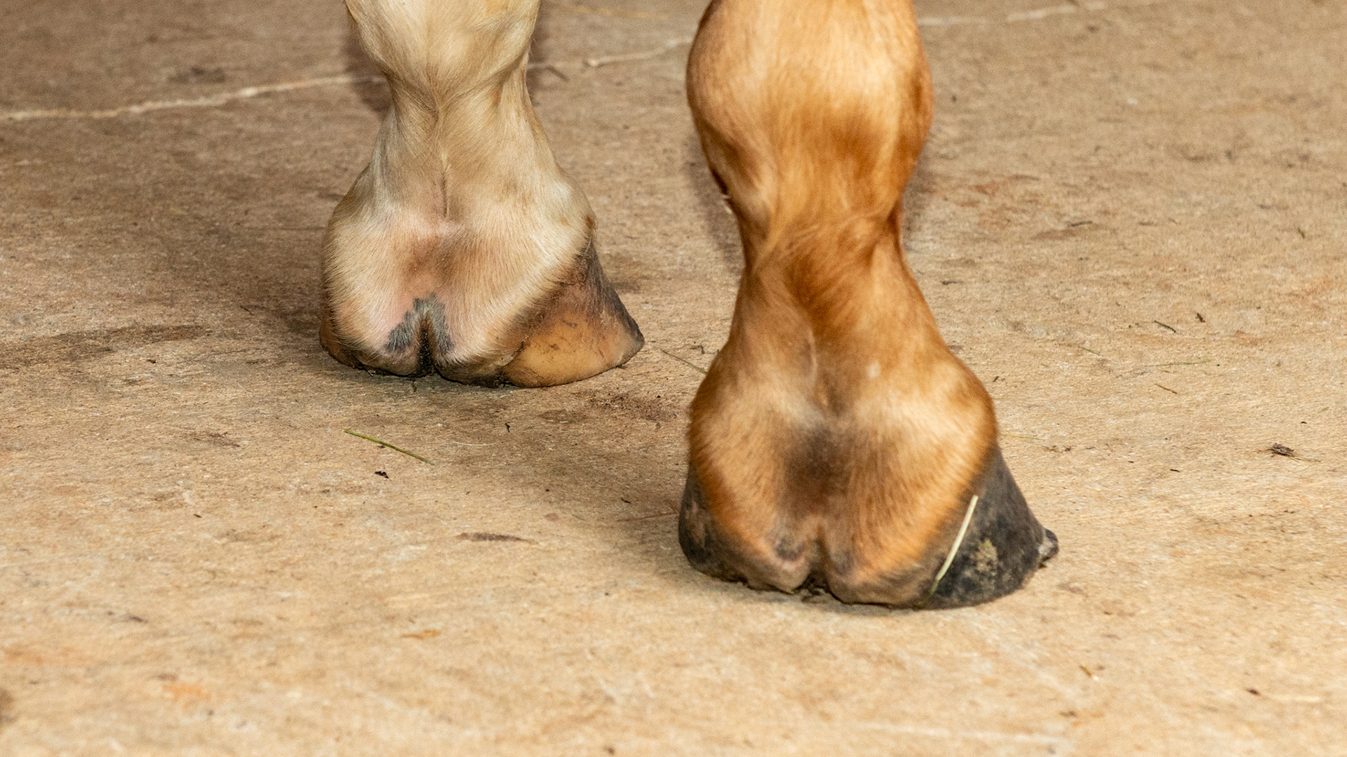 Horse A - LF and RF - Uneven (asymmetric) heels - medial heel bulbs not shaped the same, different length from coronary to ground, especially on the left fore with a higher median sulcus caused by shearing due to one heel landing before the other.  Also the medial wall of the LF is dishing and heels of both hooves are under-run.