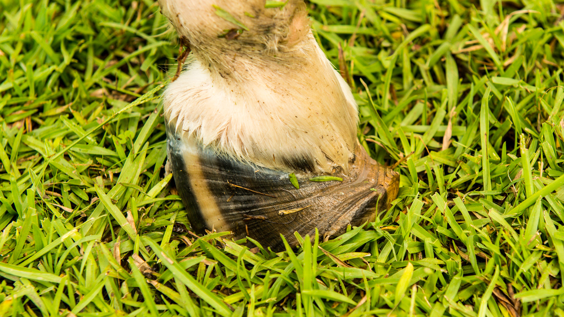 Chronic laminitis in a mini horse. This shows the result of severe rotation of the coffin bone and its effect on the deformation of the hoof wall.