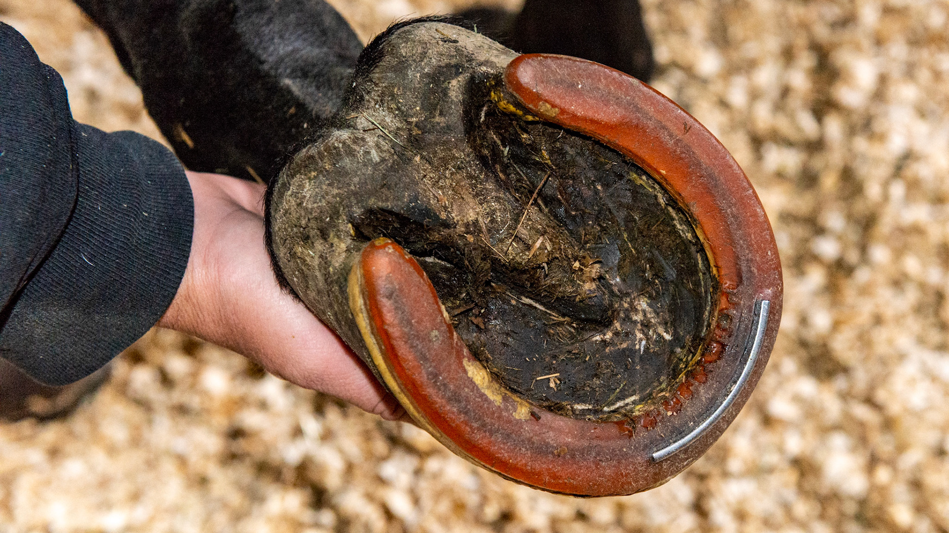Glue on shoes. Horse is owned by a farrier. Horse's hoof crumbles with nails. Every supplement has been used and every treatment for poor hooves including Clear Trax for white line disease has been tried.  All hooves are affected equally.  This was in 2013 before I recommended adding protein to reverse all of the conditions listed here.