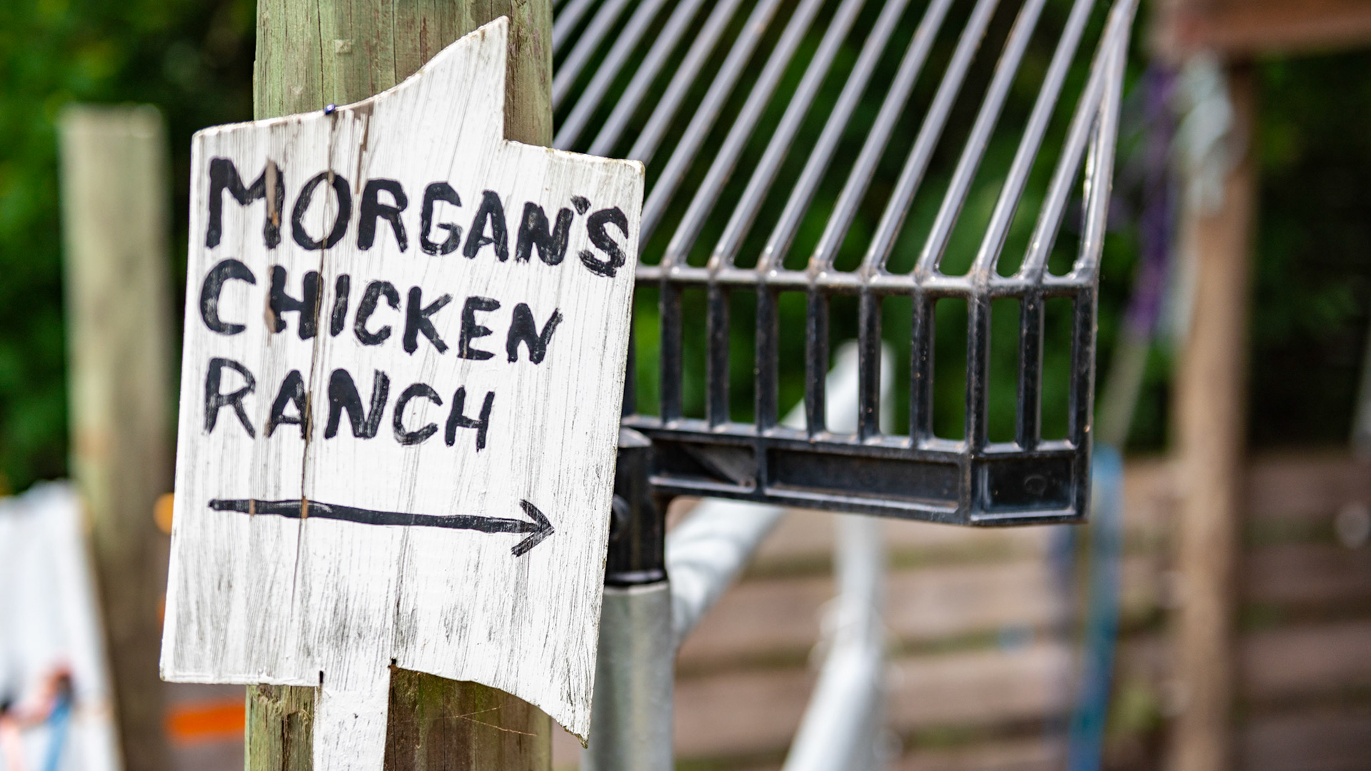 Morgan's chicken ranch