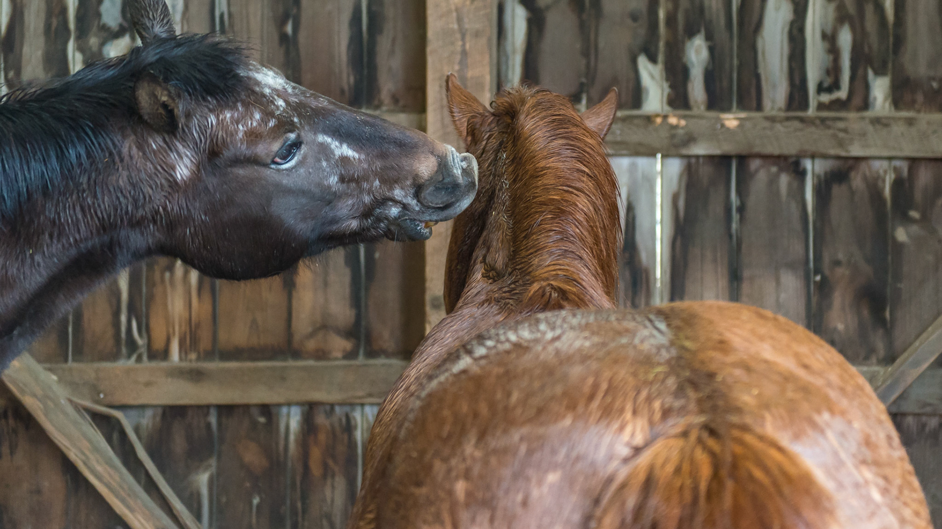 Assertion by some male horses can cause damage to the shoulder areas of the less dominant horse as seen in these photos.