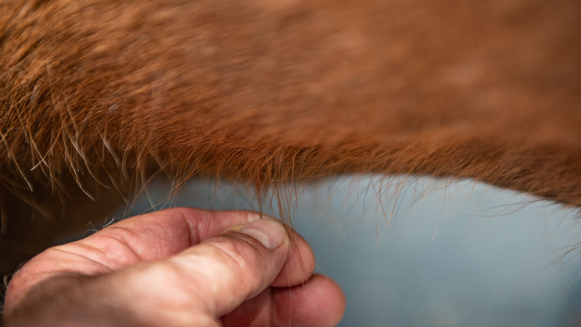 These long hairs are commonly found from under the jaw and down the neck to between the front limbs.  These are not to be confused with breeds that normally have long hairs.  These are long hairs where the rest of the body hair is shedding.  Here I am pulling on these long hairs and they are not coming out - in fact it hurts the horse - but the shorter hairs that are shedding easily come out.