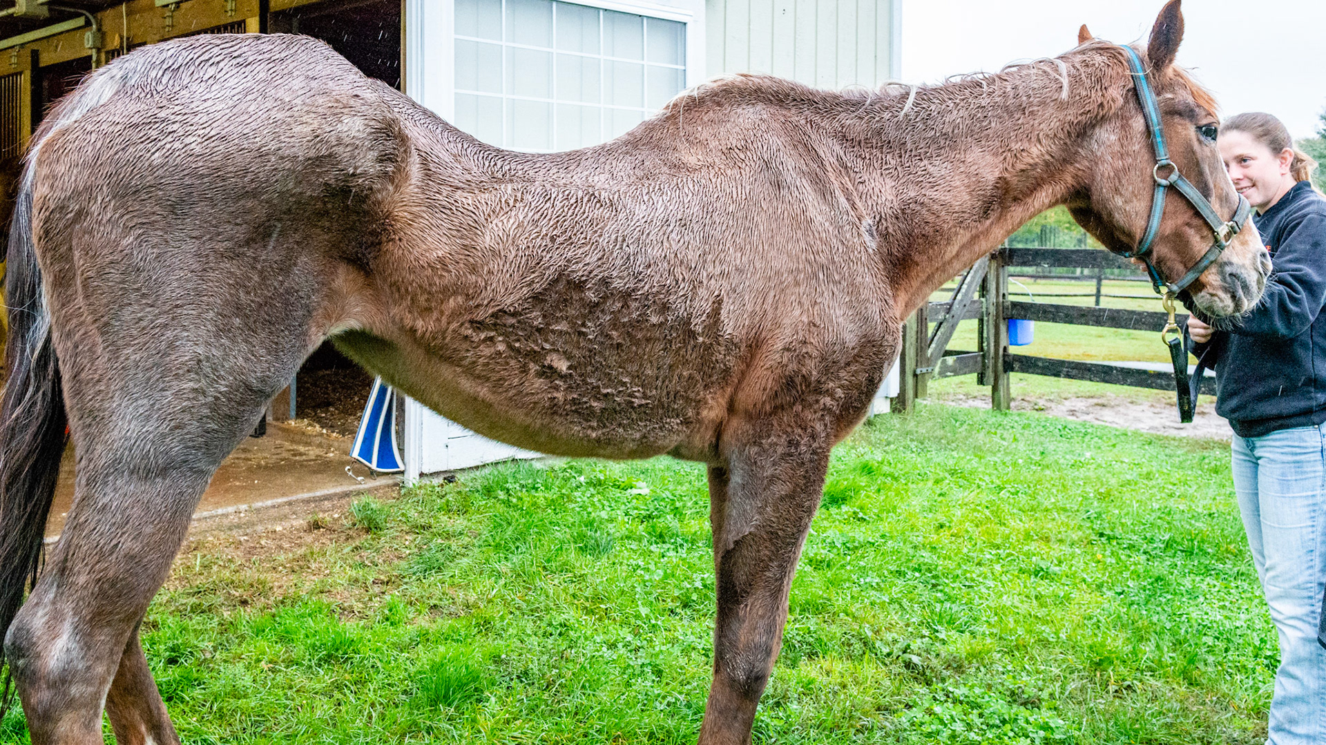 Penny - a story of love of owners and horse. This is a 35 + year old horse in the best of care.  She has less than half of her teeth and I have done the dental work on her for at least 10 years. She is just fading away and will be missed terribly.  Her head hangs out of the end stall to let her owners know that she is still alive.