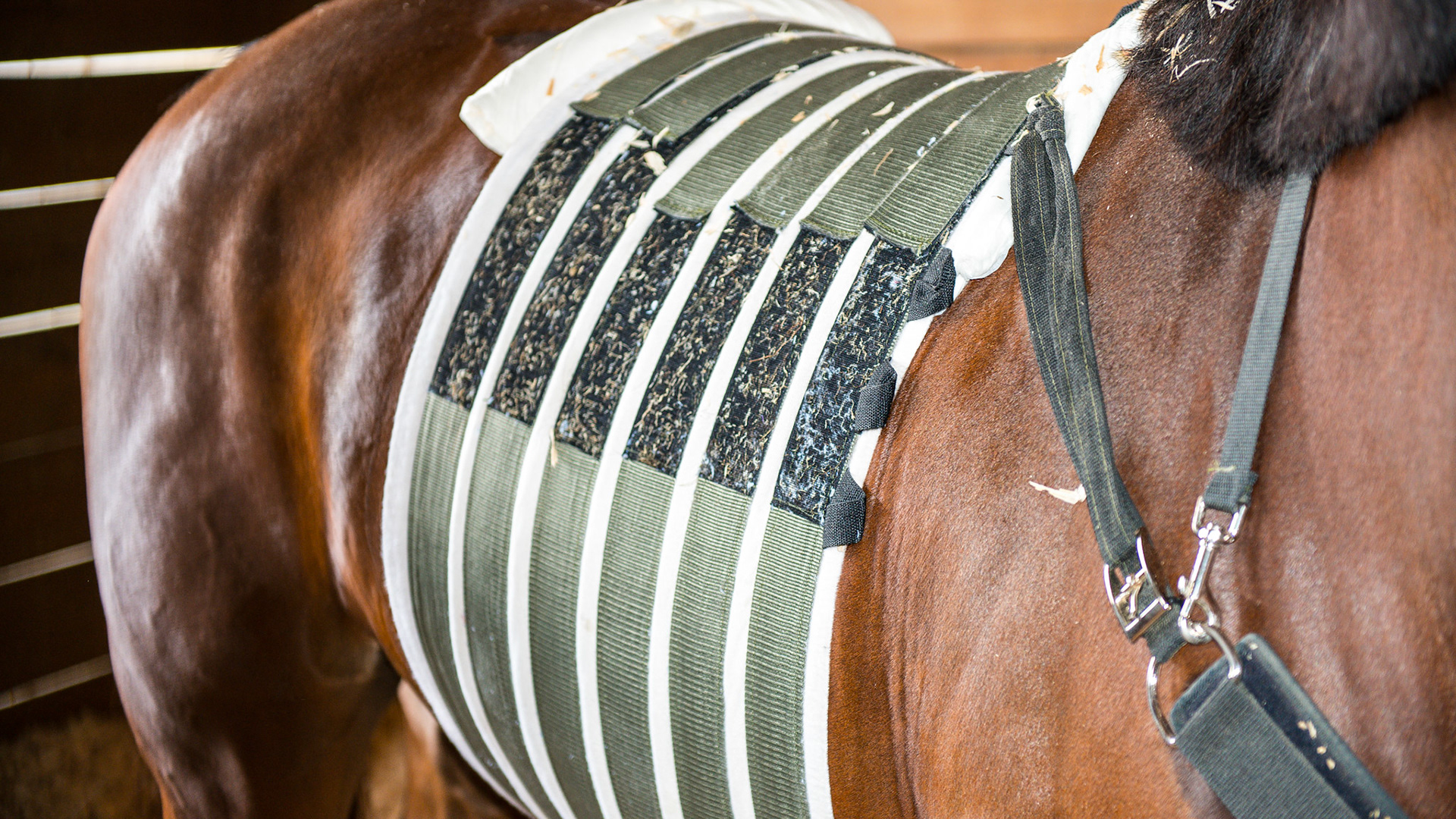 This abdominal bandage or belly band is used to prevent or treat herniation after colic surgery. This is where the surgical incision breaks down (dehisces) allowing the abdominal contents to slip through the muscle and move into the space between the muscle and the skin.  This is life threatening which can be reduced through use of this bandage.