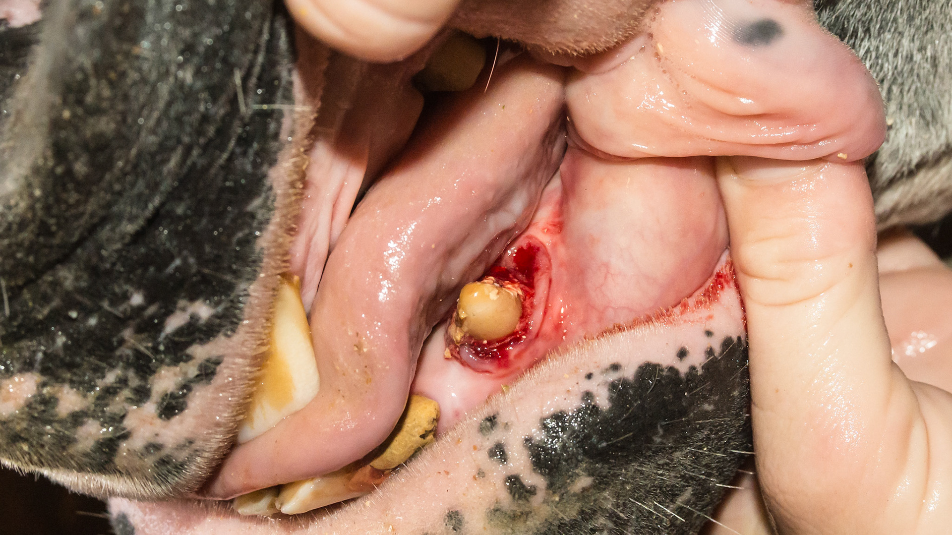 Canine calculus horse 2 - The tissue underlying the removed tarter of horse A