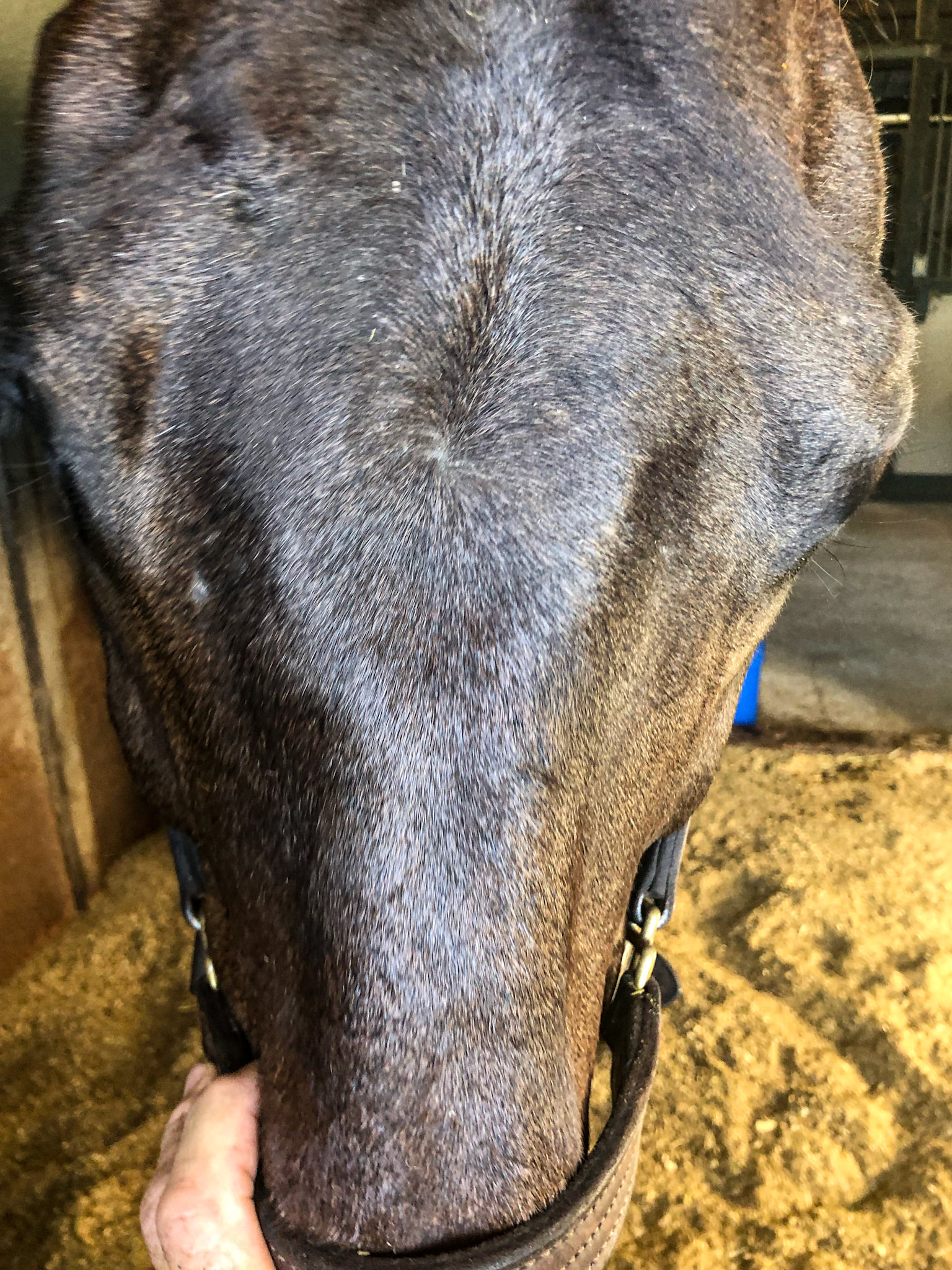 A sunken face associated with trauma as a foal and self mutilating behavior.