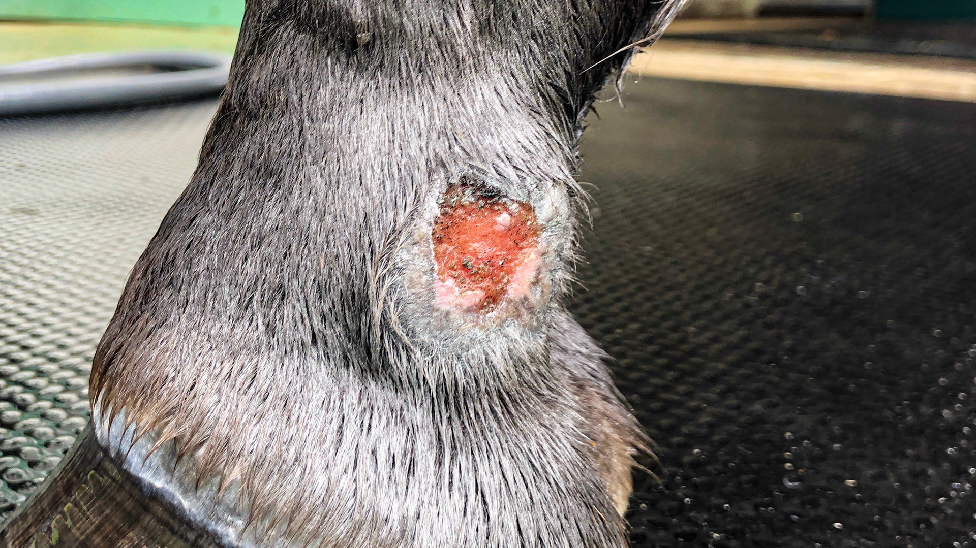 Horse G - Summer sore treatment. Granulation tissue 9/2/2019 . Not being wrapped for the past 2 weeks due to high moisture in the environment.  Using daily hosing plus silver Aluspray®.  Note the enlargement under the skin but there is no proud flesh.
