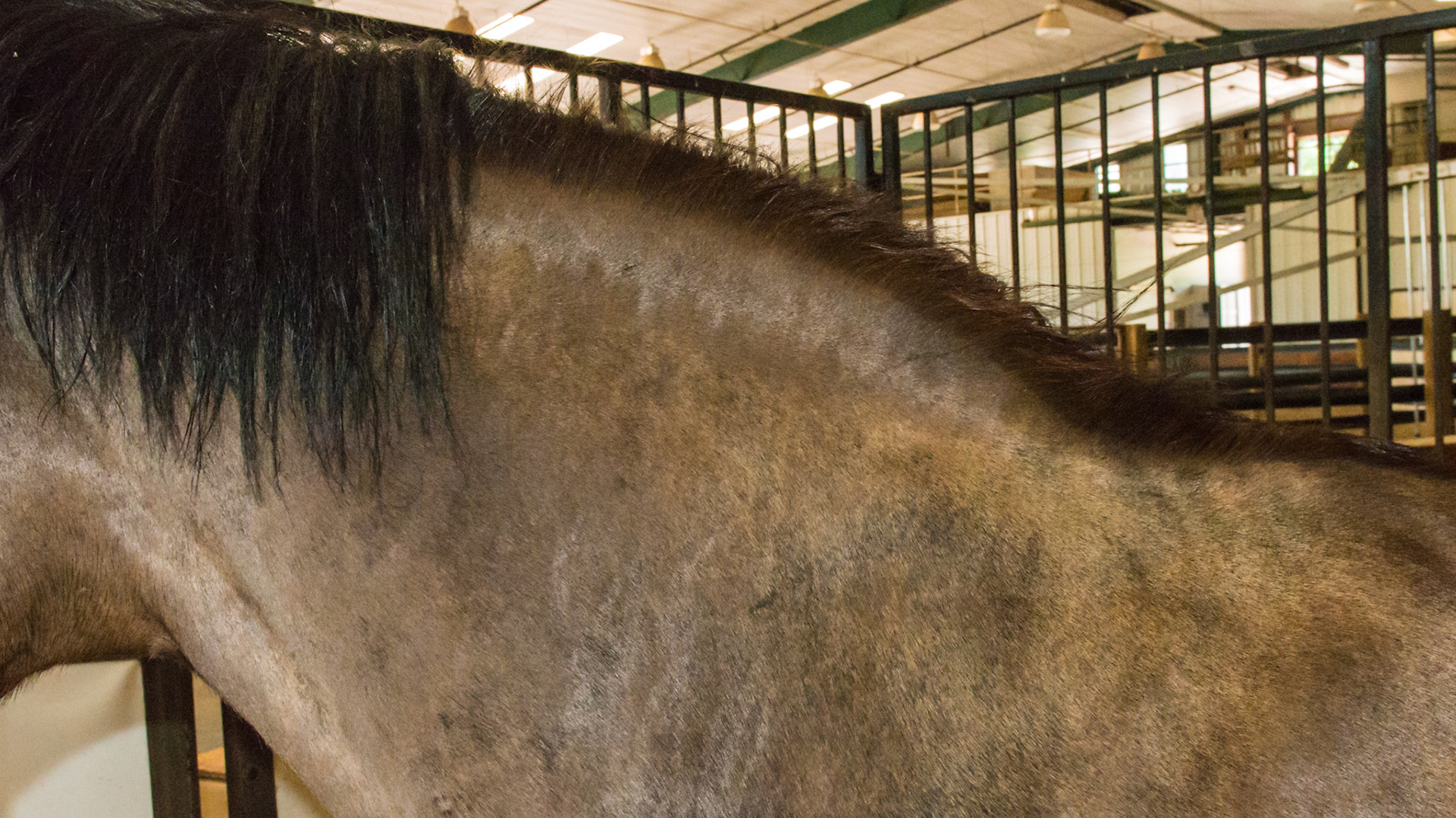 Horse A - BCS 7 - Fleshy ~ A moderate trough along the backbone and more fat covering the ribs, tail head, withers, neck, and shoulders.