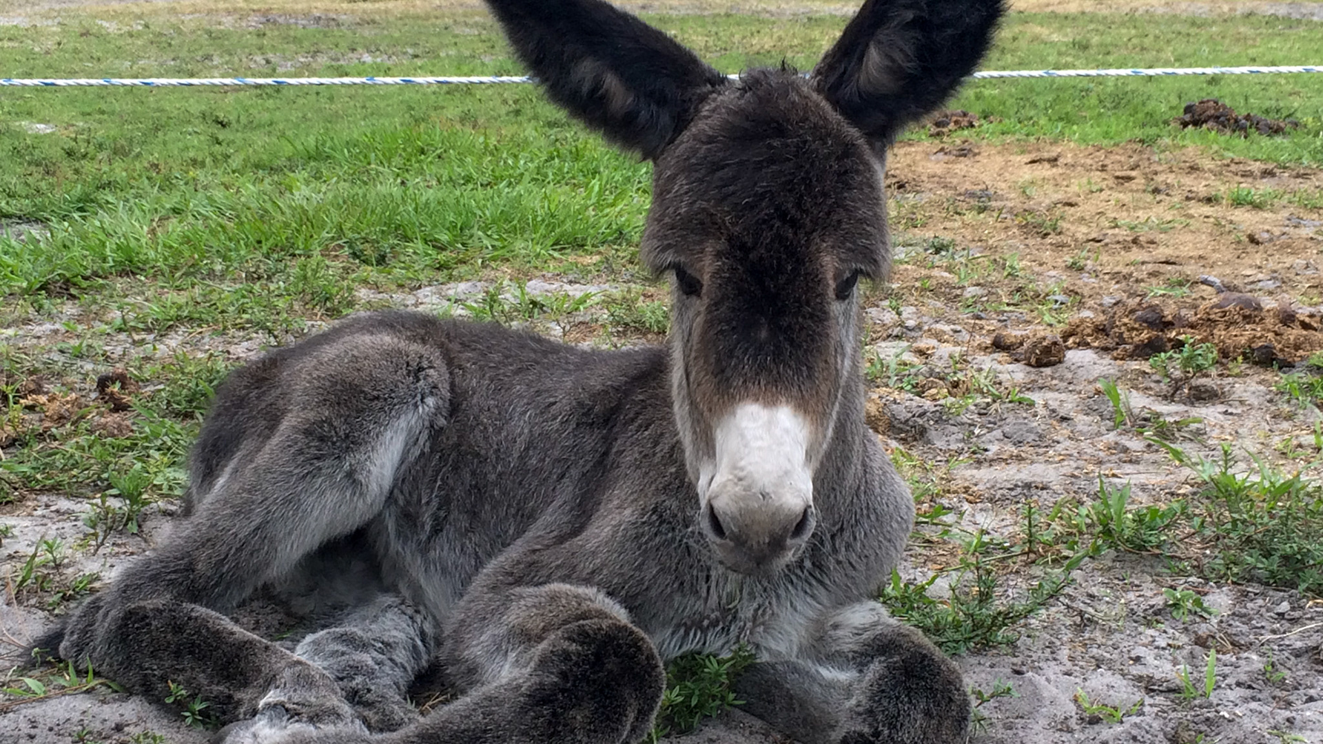 28/29 - Donkey birth - The look of a healthy 3 day old foal from a normal delivery.