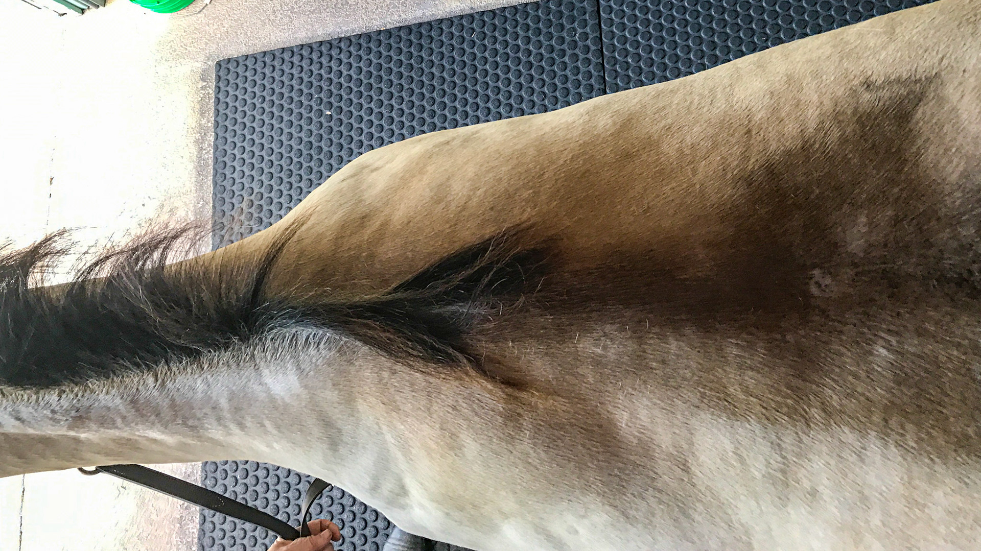 Dorsal markings of a buckskin