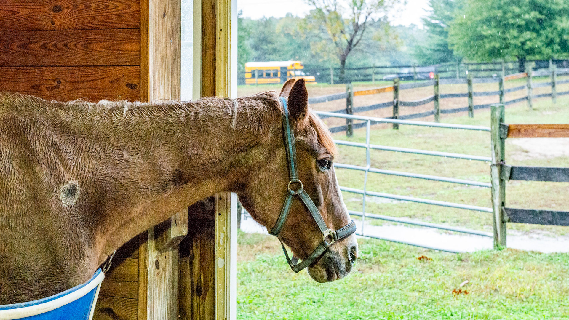 Penny - a story of love of owners and horse. This is a 35 + year old horse in the best of care.  She has less than half of her teeth and I have done the dental work on her for at least 10 years. She is just fading away and will be missed terribly.  Her head hangs out of the end stall to let her owners know that she is still alive.