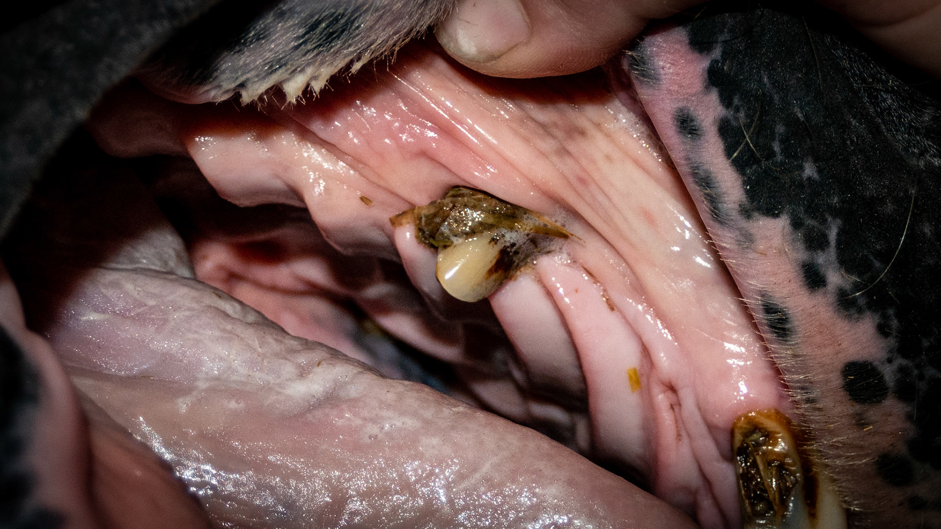 Hay behind #104 not being cleaned by horse. Painful underneath.