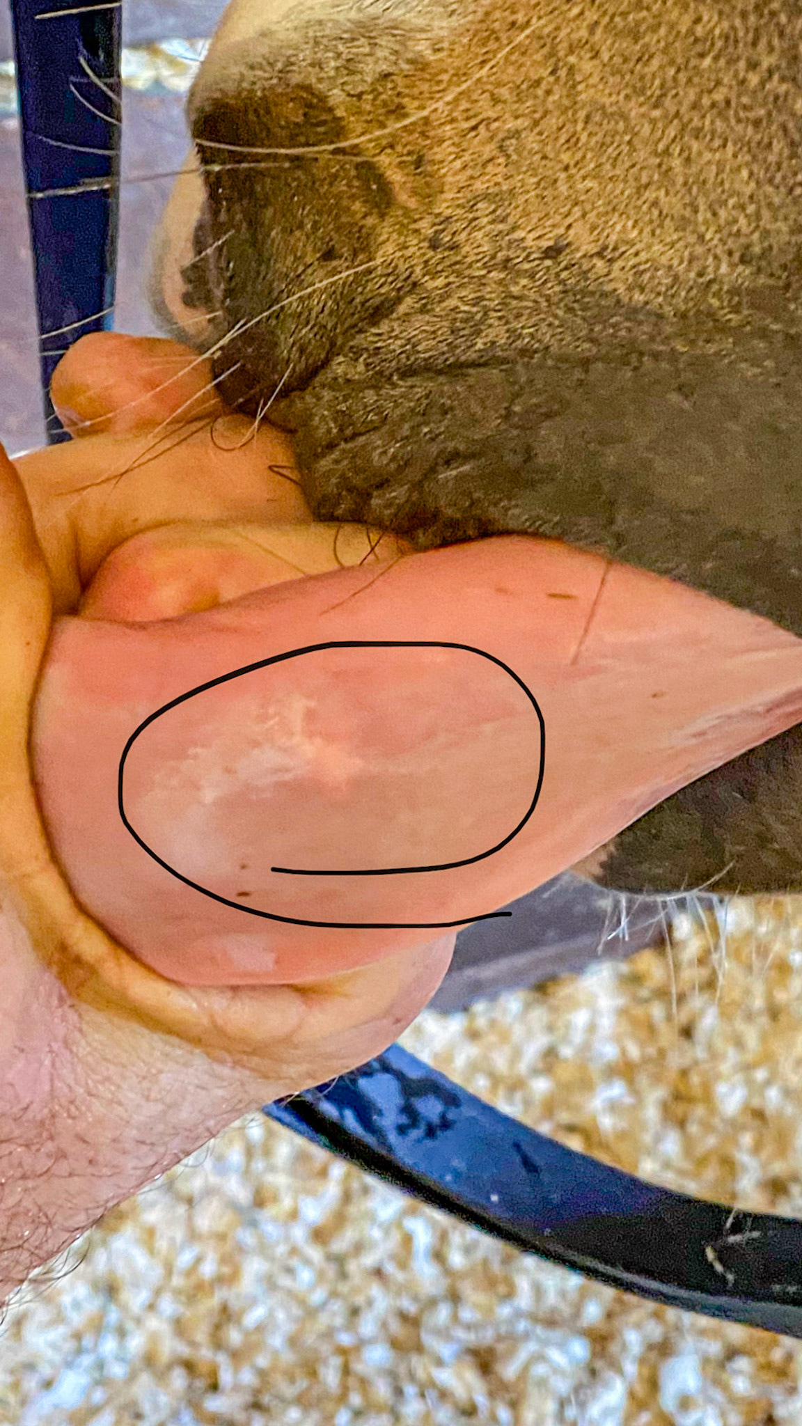 This horse was floated 2 months prior but developed chewing difficulties recently.  Exam of the mouth revealed this hard and painful white lump (in the circle) on the ventral part of the free tongue.  This is either an acute scar from trauma or an abscess from a foreign object. The owner was going to pursue a diagnosis with their local vet.