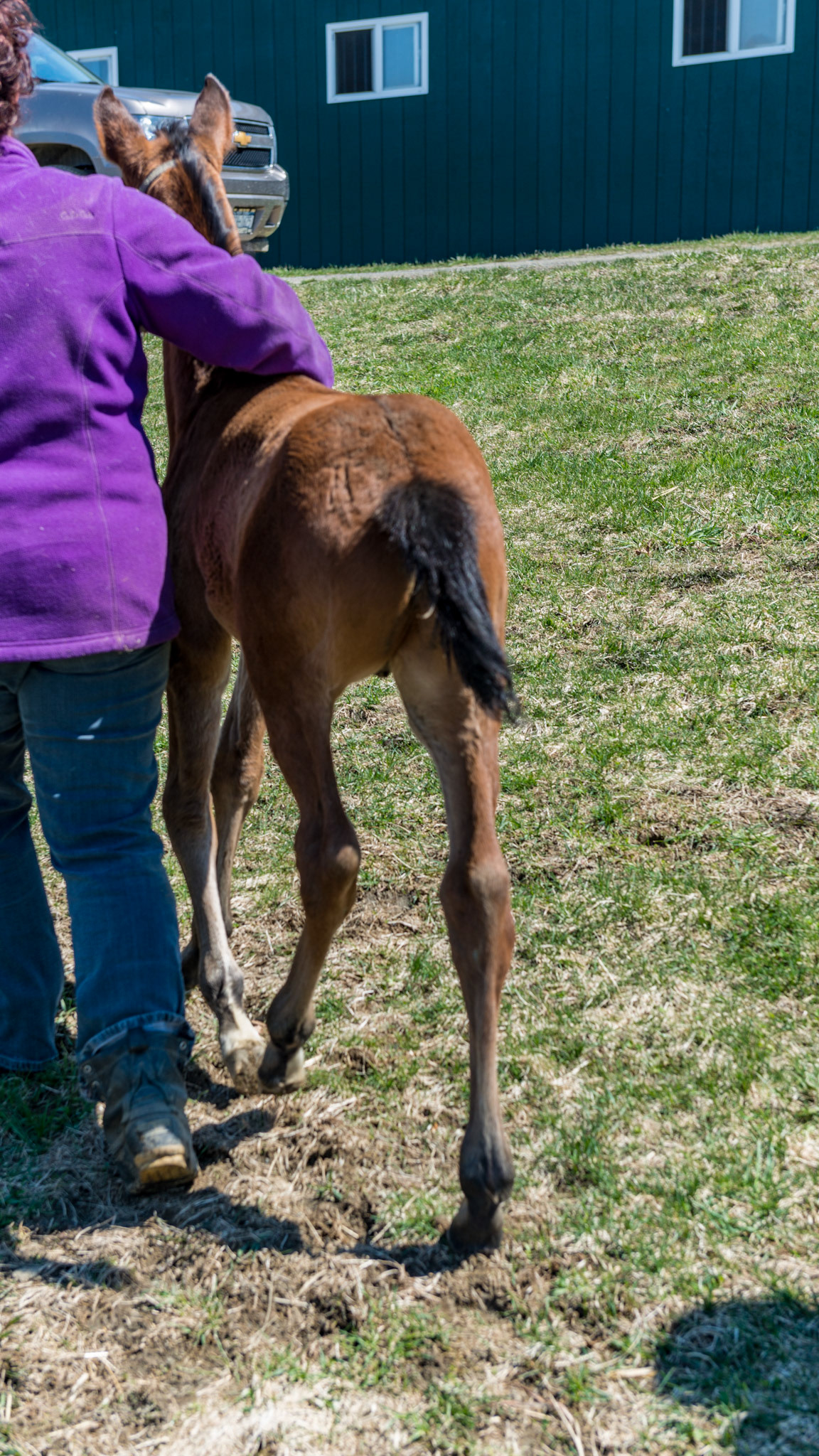 Leading the foal. The left hand is on the lead rope while the right hand keeps the foal in position.