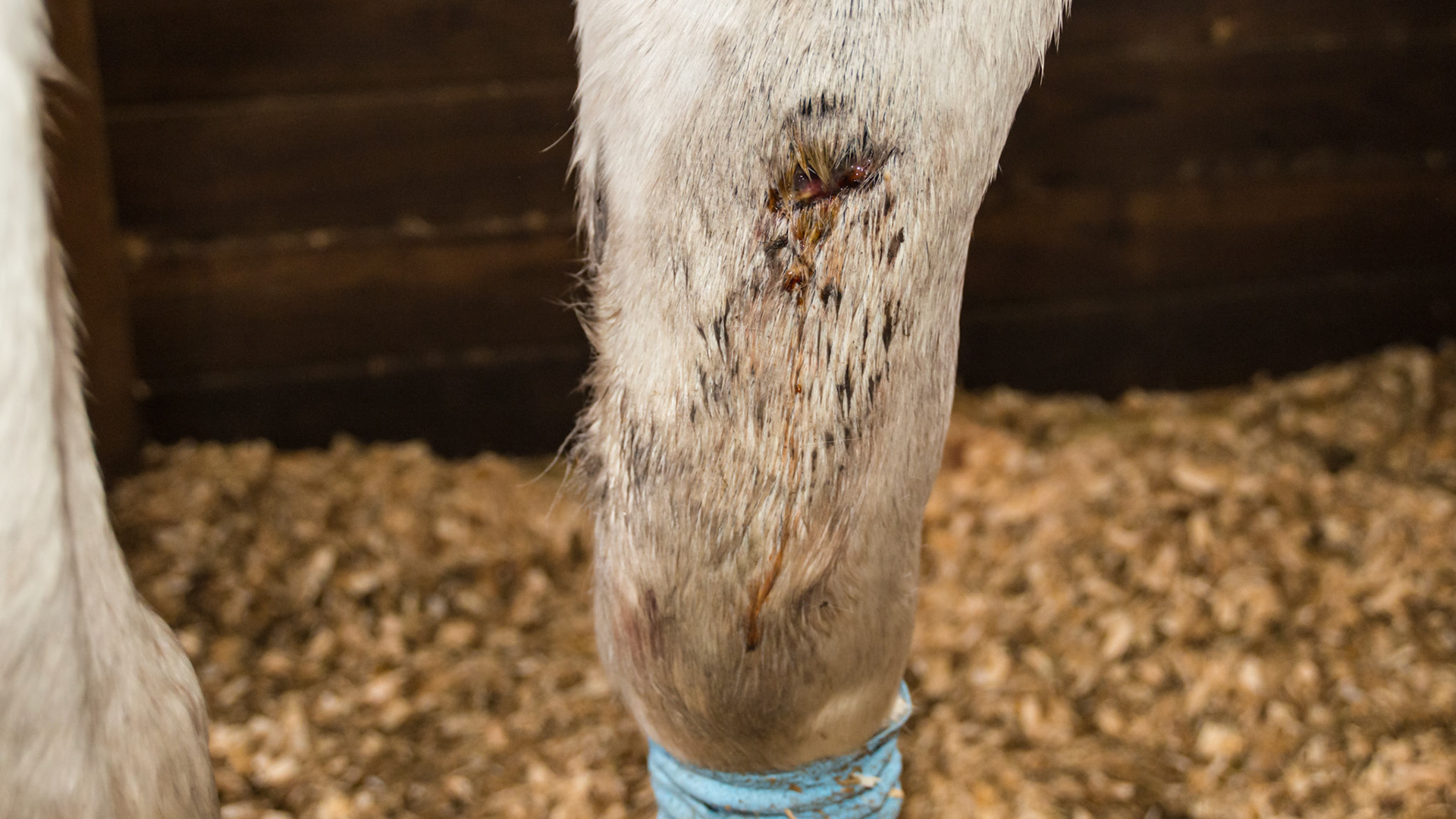 Untreated forelimb puncture, but the owner had wrapped the cannon and missed the original upper arm wound.  Note the edema above the bandage around the knee as the fluid pulled down by gravity is stopped by the top of the bandage.  This swollen area is ripe for an infection.