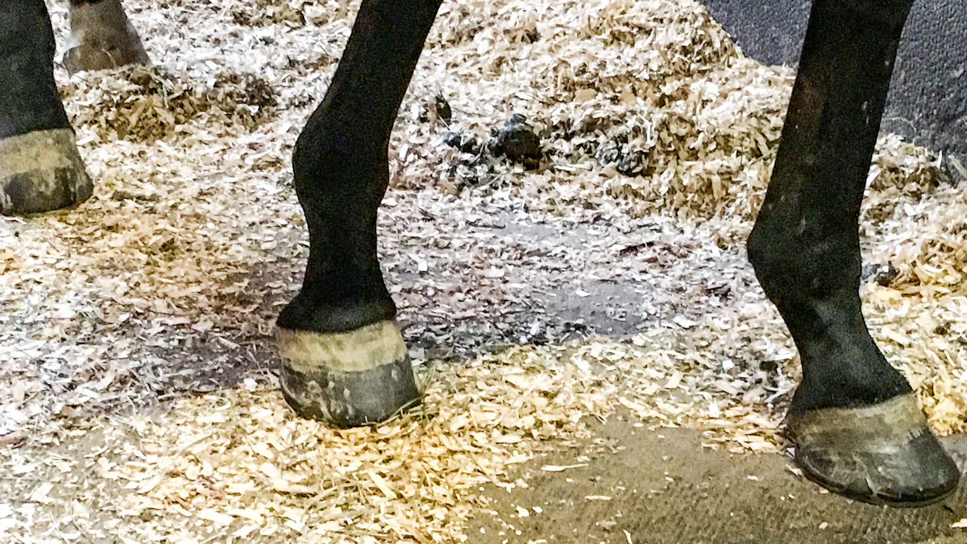 Hoof growth about 4 months after protein supplementation.