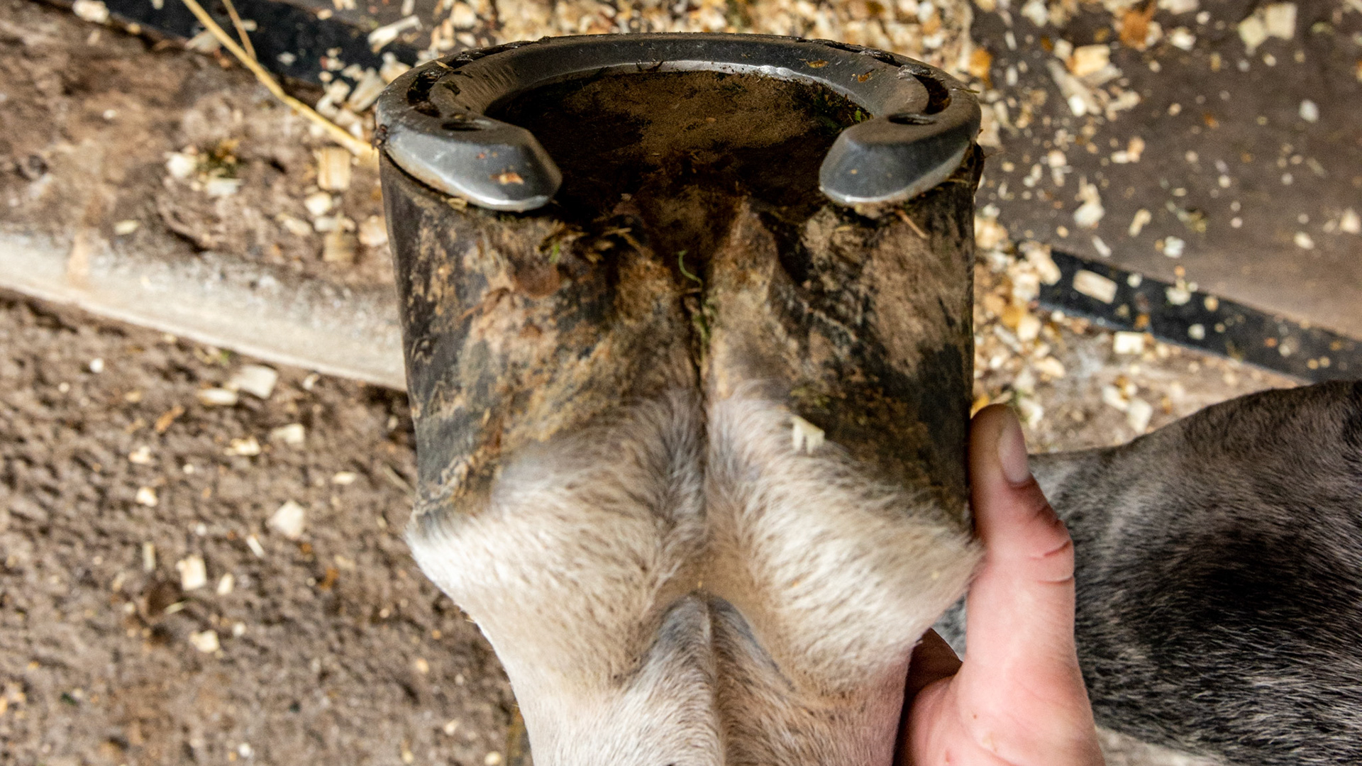 Horse B - One horse with 2 completely different front hooves. The RF has vertical side walls, a dished in toe, elevated coronary band on the inside, and long and uneven heels.