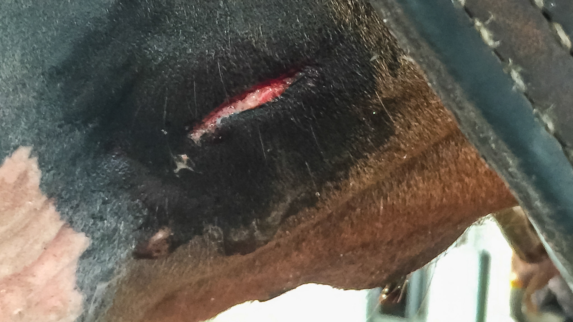 This small slice near the chin is common in horses curious about their environment. It is clean and should heal well but there is edema surrounding showing that the bruised tissue will need to drain.  Suturing will trap this fluid and create a possibility of infection.