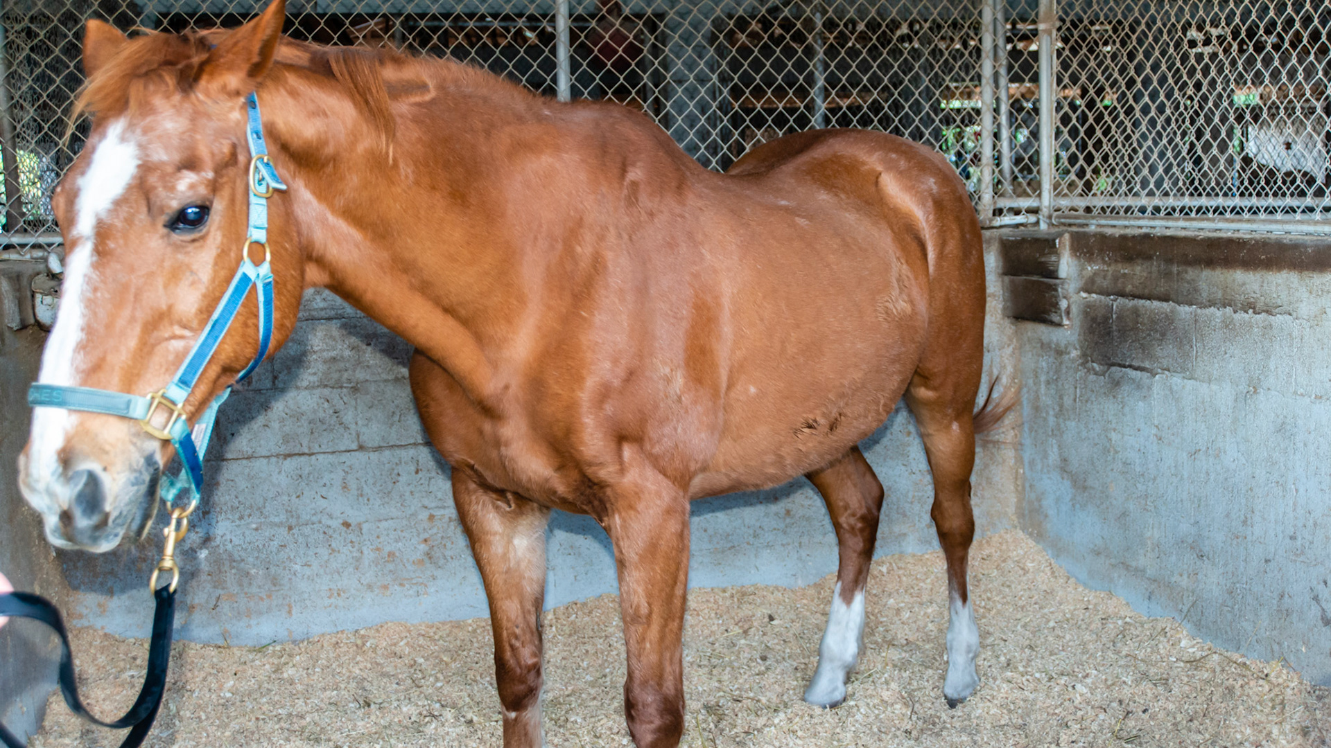 EOTRH horse 6 - 29 yr old, 403 fractured, good body condition and no difficulties chewing, cheek teeth are in good condition.