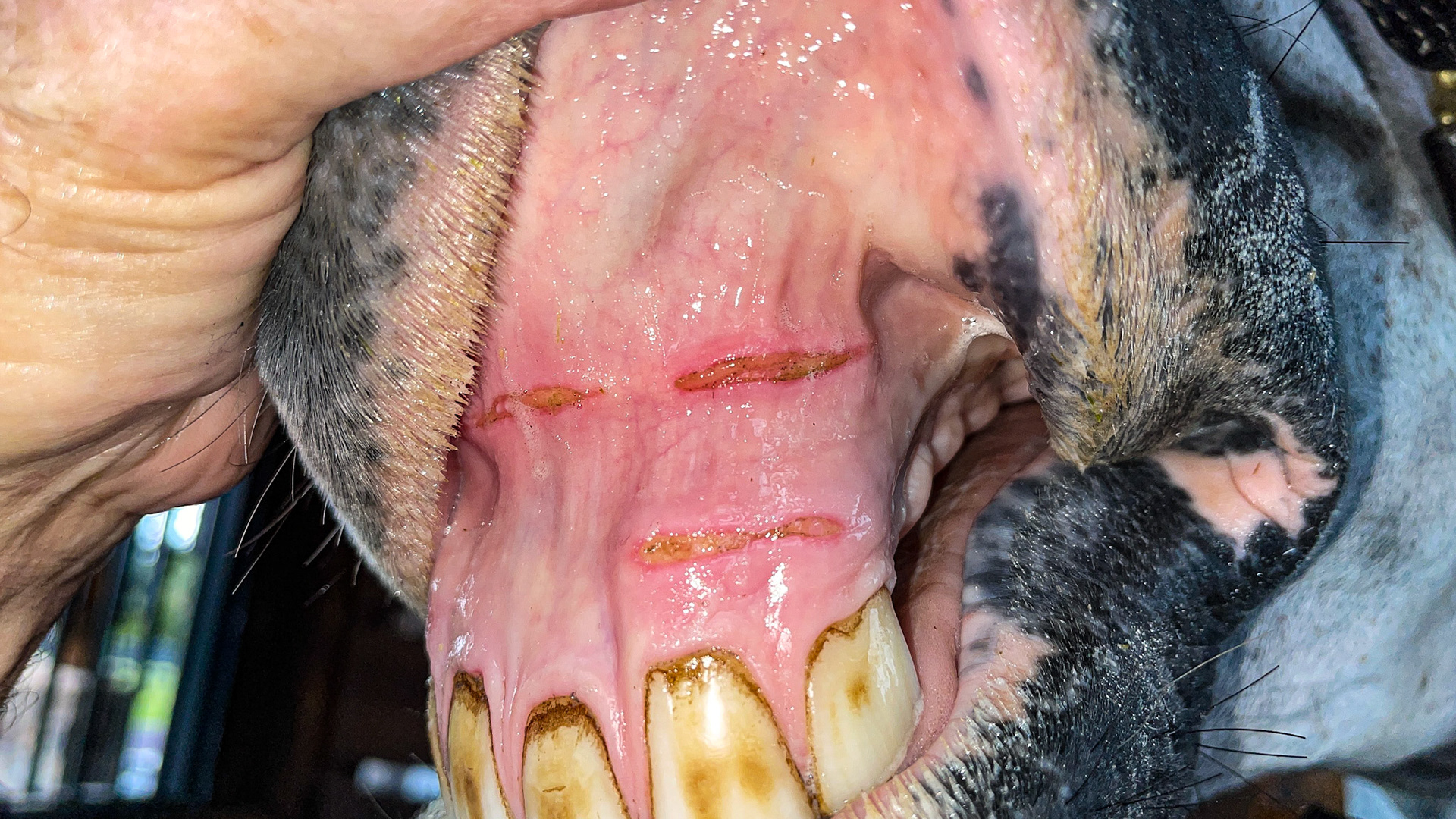 Gum damage fro a lip chain (groom coonfessed).