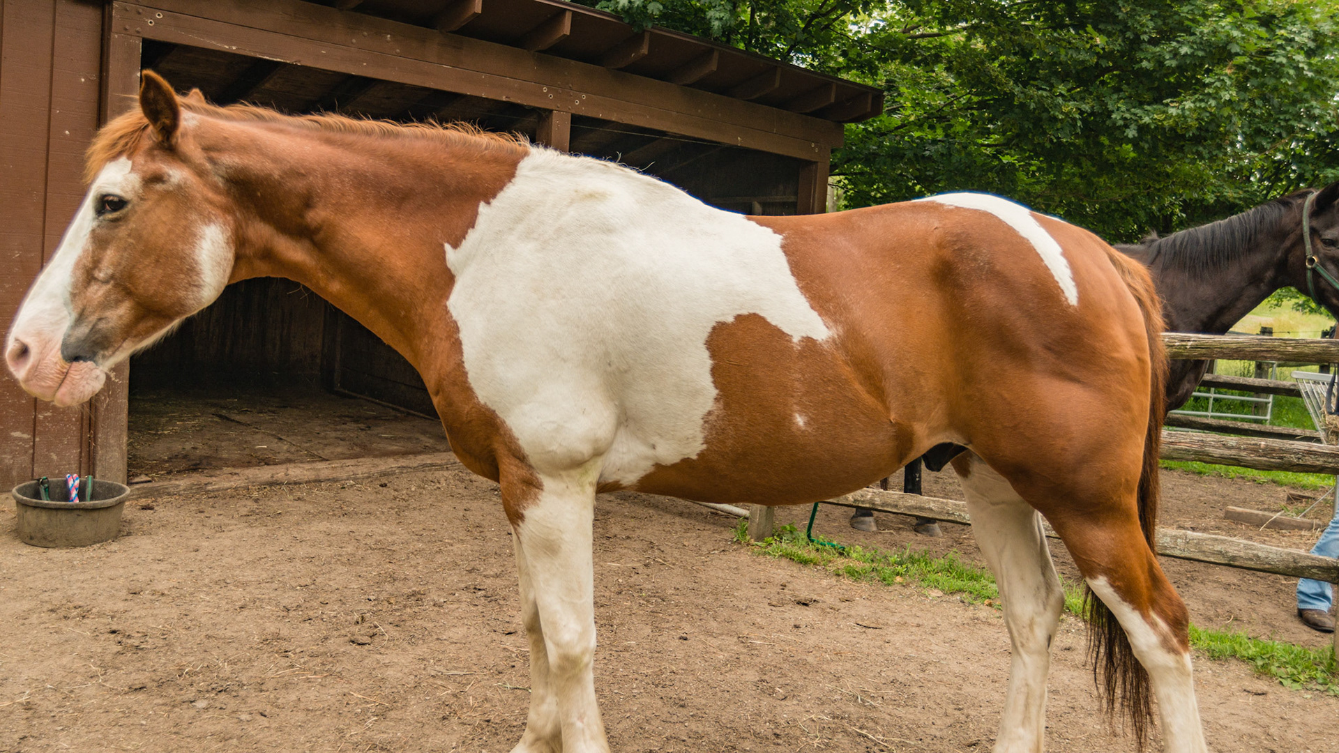 Horse C - BCS 5 - Moderate ~ The spine and ribs cannot be seen but can easily be felt with a light touch.  The withers, shoulders, and neck are smooth and rounded.  Fat can be felt at the tail head