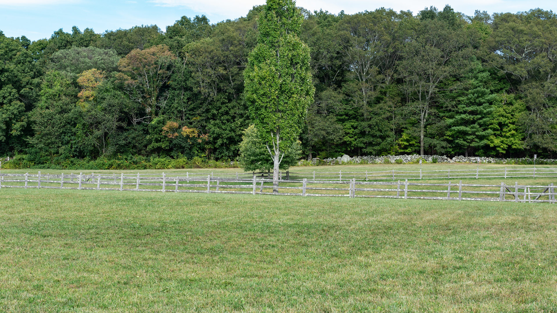 Summer pasture of predominantly one type of grass (mono grass)