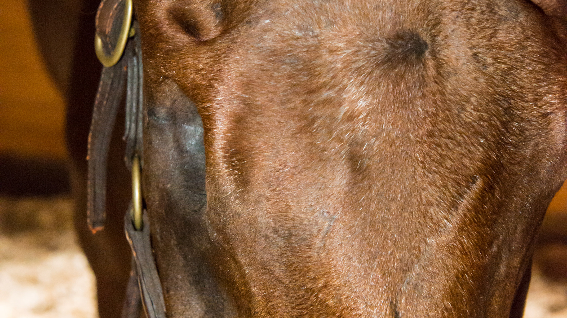 Horse A - Enucleation after severe fungal keratitis. Ocular muscles involved and their removal prevented the use of a prosthesis.