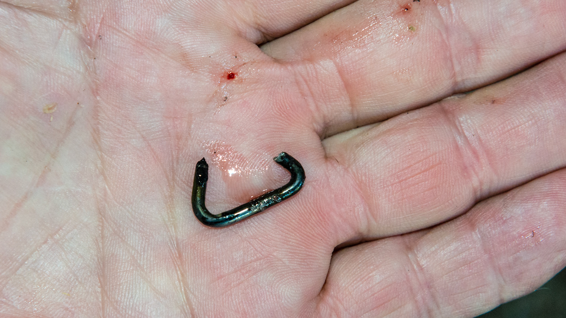 Staple -A metal staple removed from the ventral side of the tongue of a horse. Wire cutters cut the tip towards the fingers and was lost in the stall.
