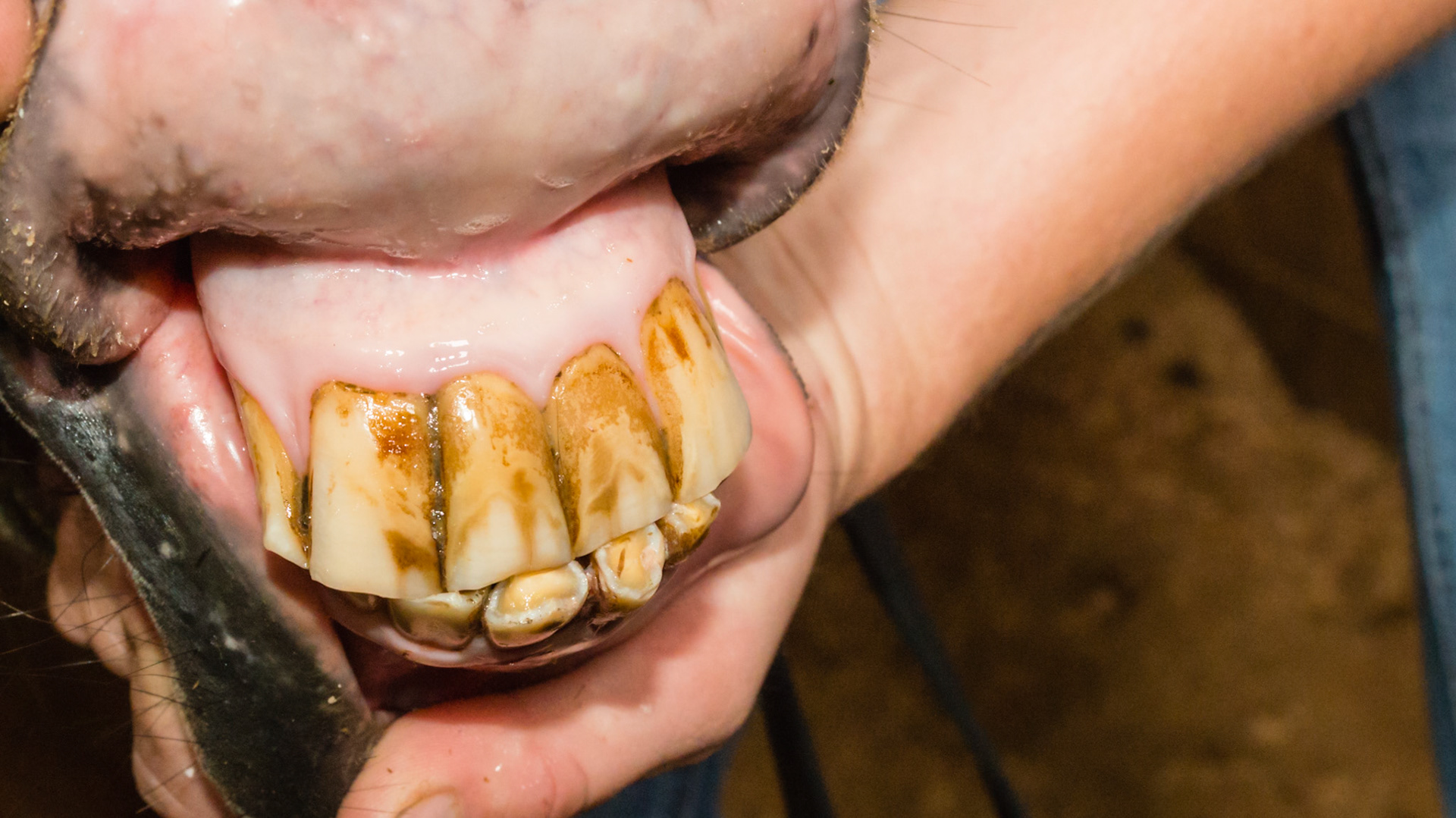 Horse B - Underbite in a Mini affecting only the 301 &amp; 401 - AFTER cutting off excess