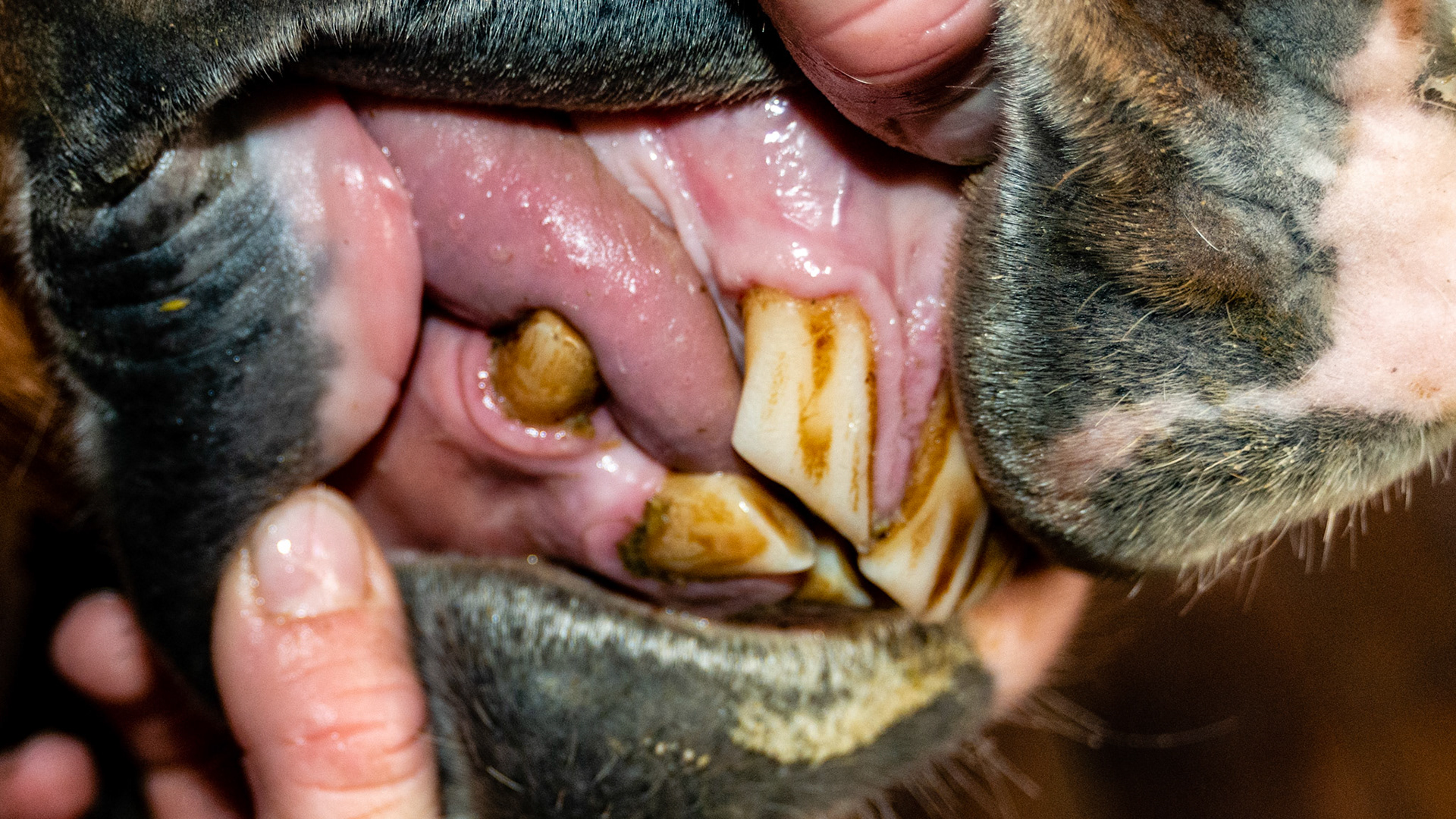 Hyperplasia of gums surrounding incisors and canines that is a precursor to EOTRH. Note the receding gum line leading to root exposure and the cobblestone roughening of the gums.