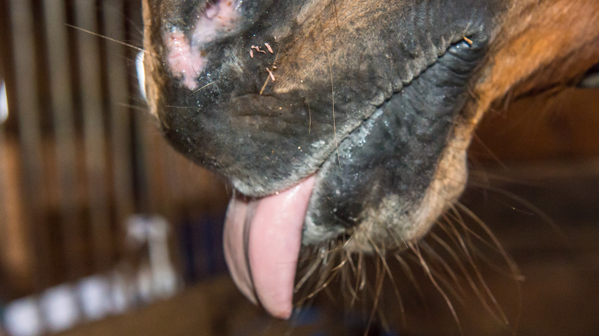 EOTRH horse 5 - 2 years after extracting all incisors except 403. Note how the tongue hangs out without the incisors blocking it.