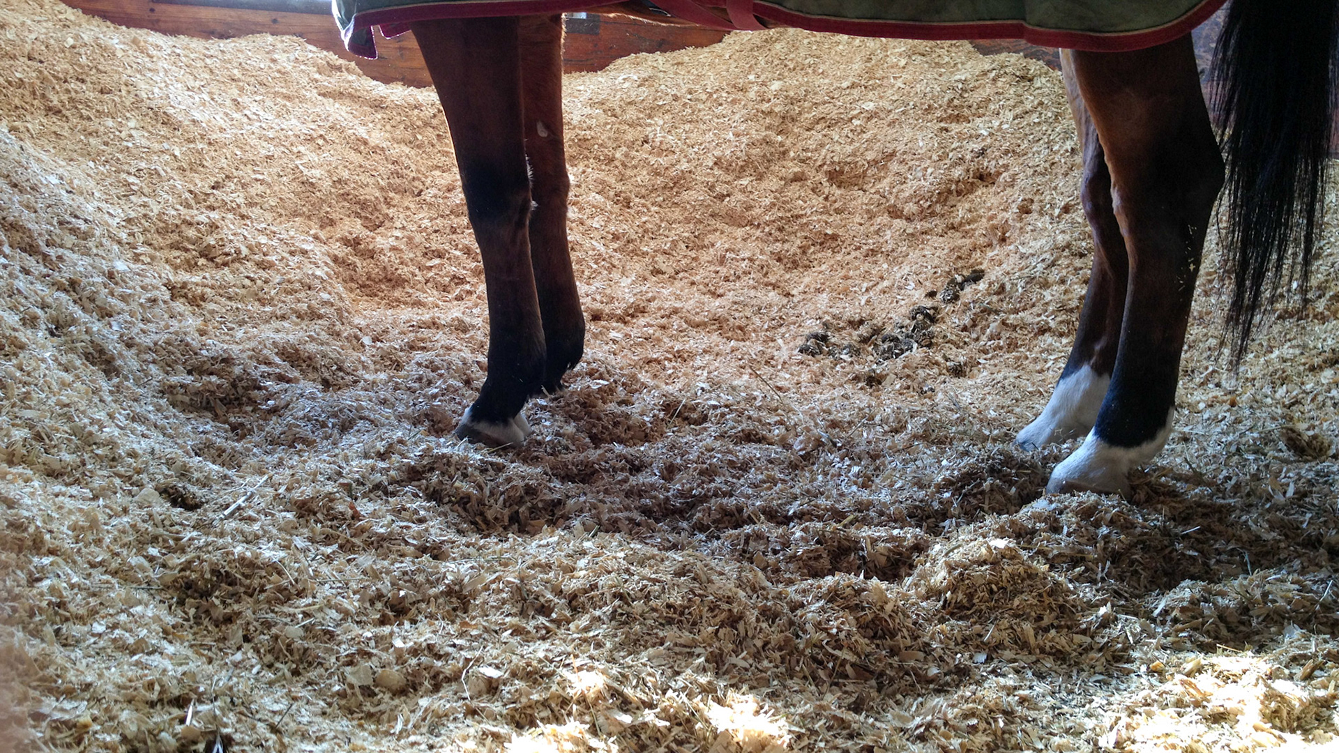 The shavings are banked into the stall walls to prevent the horse from becoming cast. This doesn't work as well as installing casting raiols. This also greatly diminishes the area where a horse can lie down and for male horses, they now are confined to the wettest area of the stall.  Both are good reasons to not bank stalls.