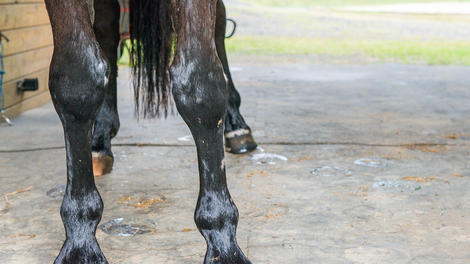 6 yr old Hanovarian that received staple surgery as a foal to correct a valgus deformity in the RF and a varus deformity in the LF.  This is known as a "wind swept" foal because the limbs curved at the knee as if a strong wind had blown from the left in this picture to the right. Note that they are both still slightly angular as the surgery did not completely correct the angular limb deformity of the RF and overcorrected the deformity in the LF (leading to "Knock knees").