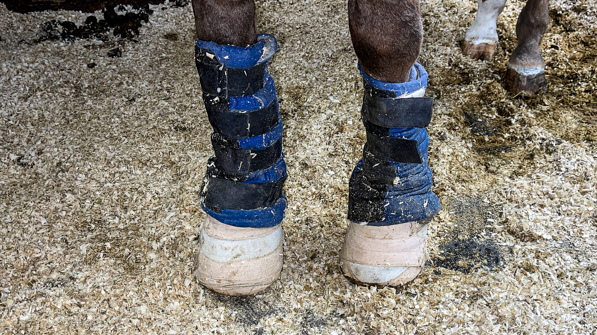 Cold wraps and hooves wrapped in Elastikon over padding for this laminitis horse.