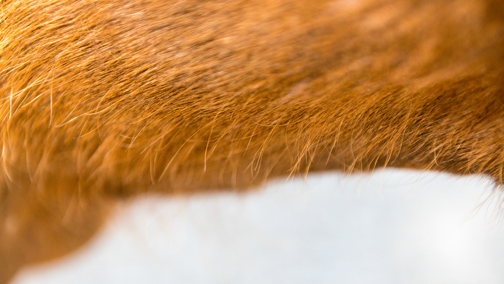 Worm hairs are firmly attached long thin hairs that are painful when pulled.  They are associated with a poor, lifeless hair coat and a parasite load.  Treatment is deworming once a week for 3 weeks and these stubborn hairs will disappear and the hair coat will gain luster - all without rubbing.