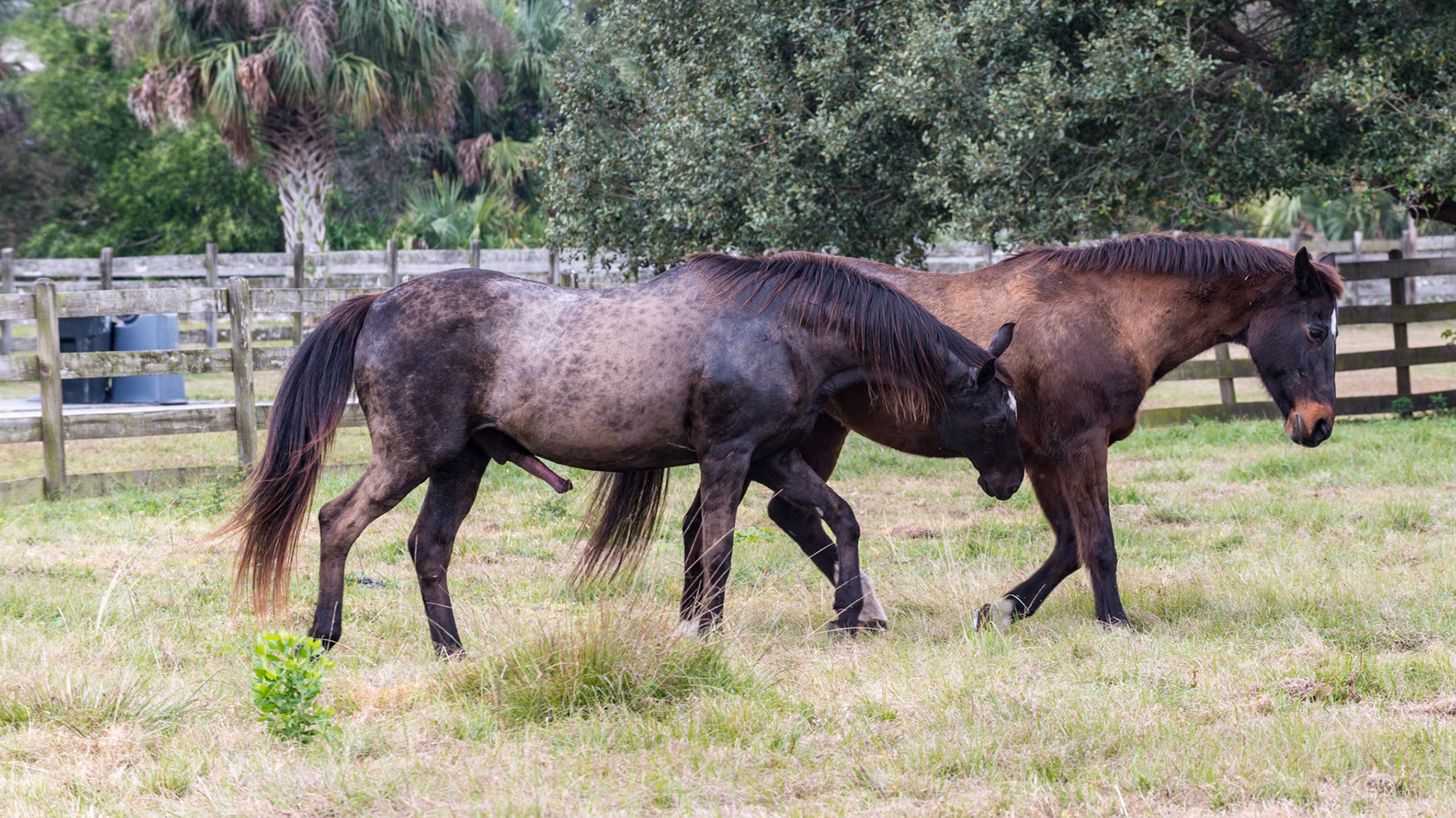 16/25 - She starts to walk faster. He still is interested in her but remains "belled out"