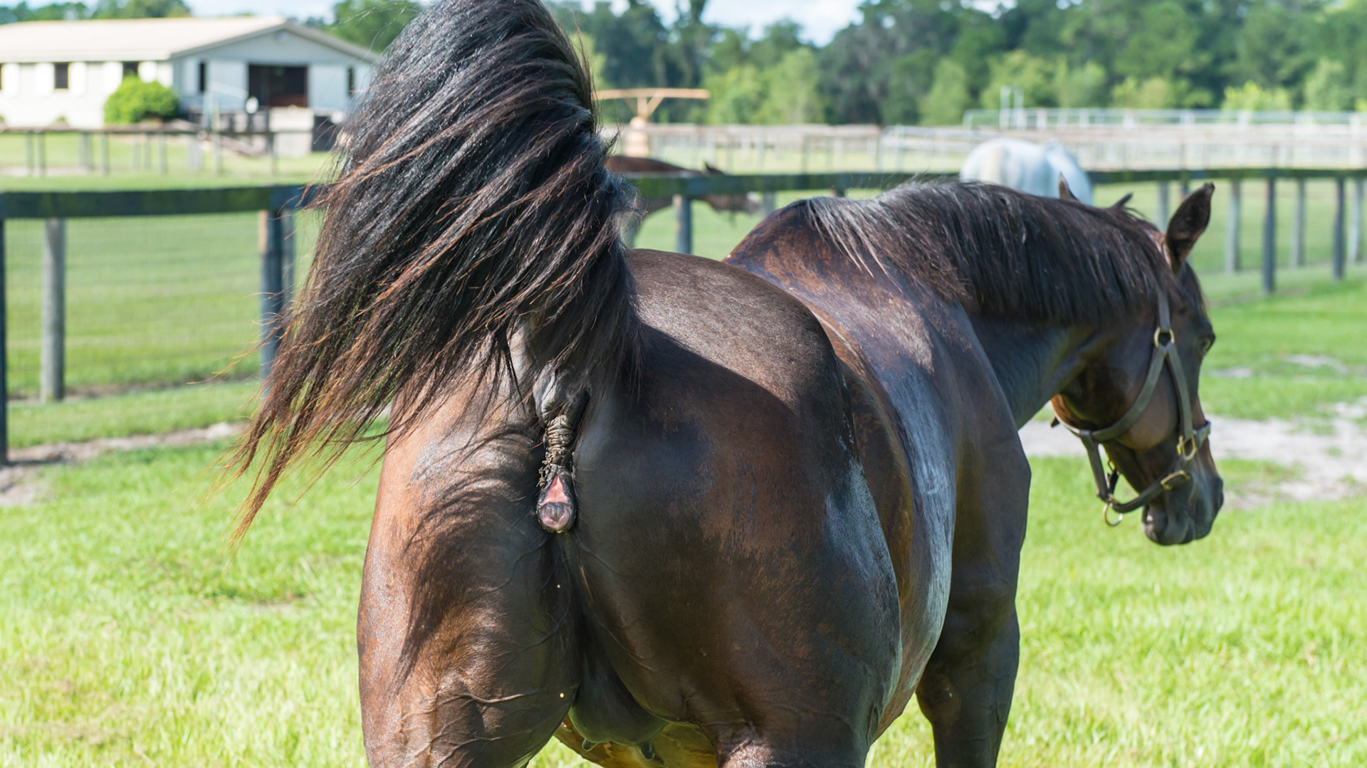 This mare's clitoris is "winking" (everting frequently) which is taken as a sign of heat (receptive to the stallion).  It also occurs at the end of urination.