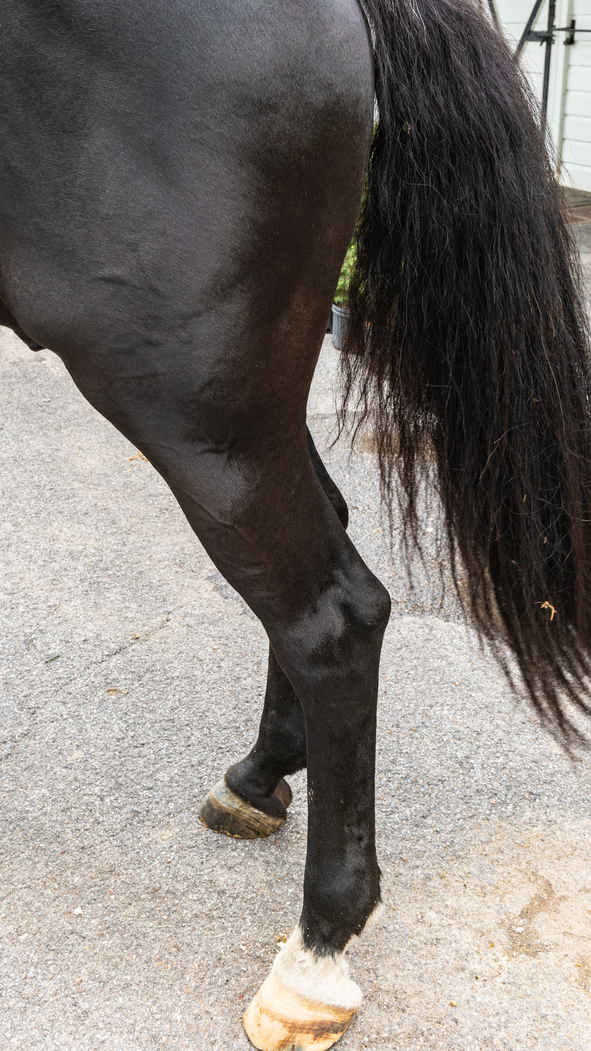 Dark bay. Brown hairs seen on the body above the knee and hock and on the face yet the whold body seems black. Compare to blood bay and a piebald paint which has true black hairs.