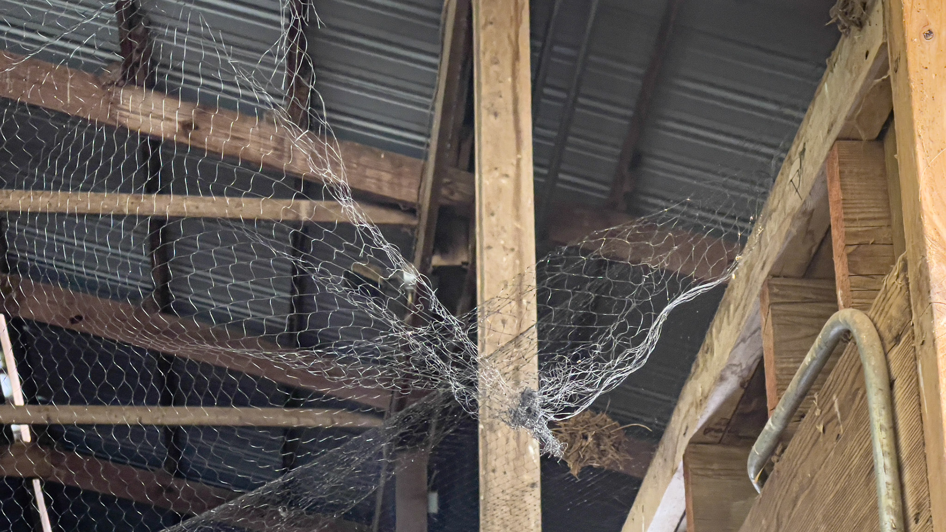 Screening applied to the barn rafters to prevent birds from entering the roof area. Many sites need repair so this is ineffective.